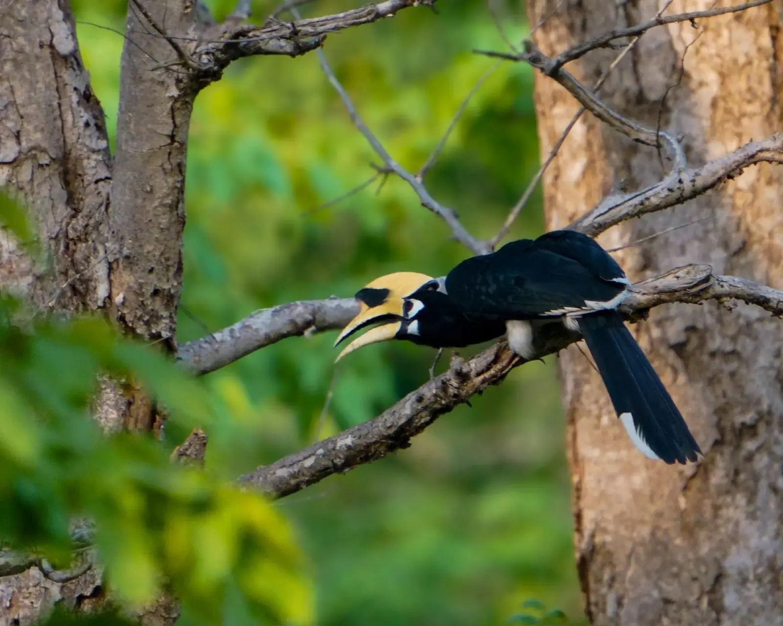 Pied hornbill