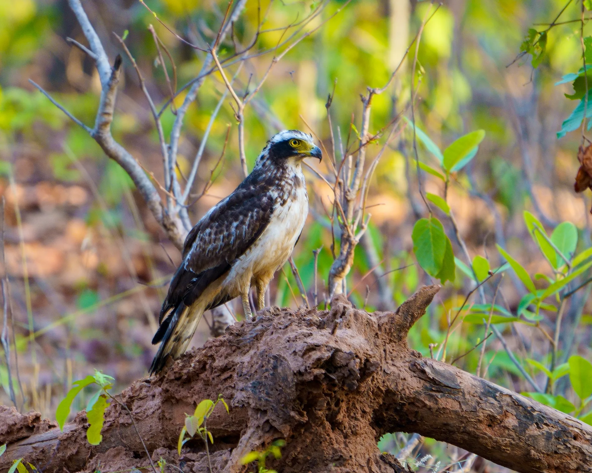 Crested serpent eagle