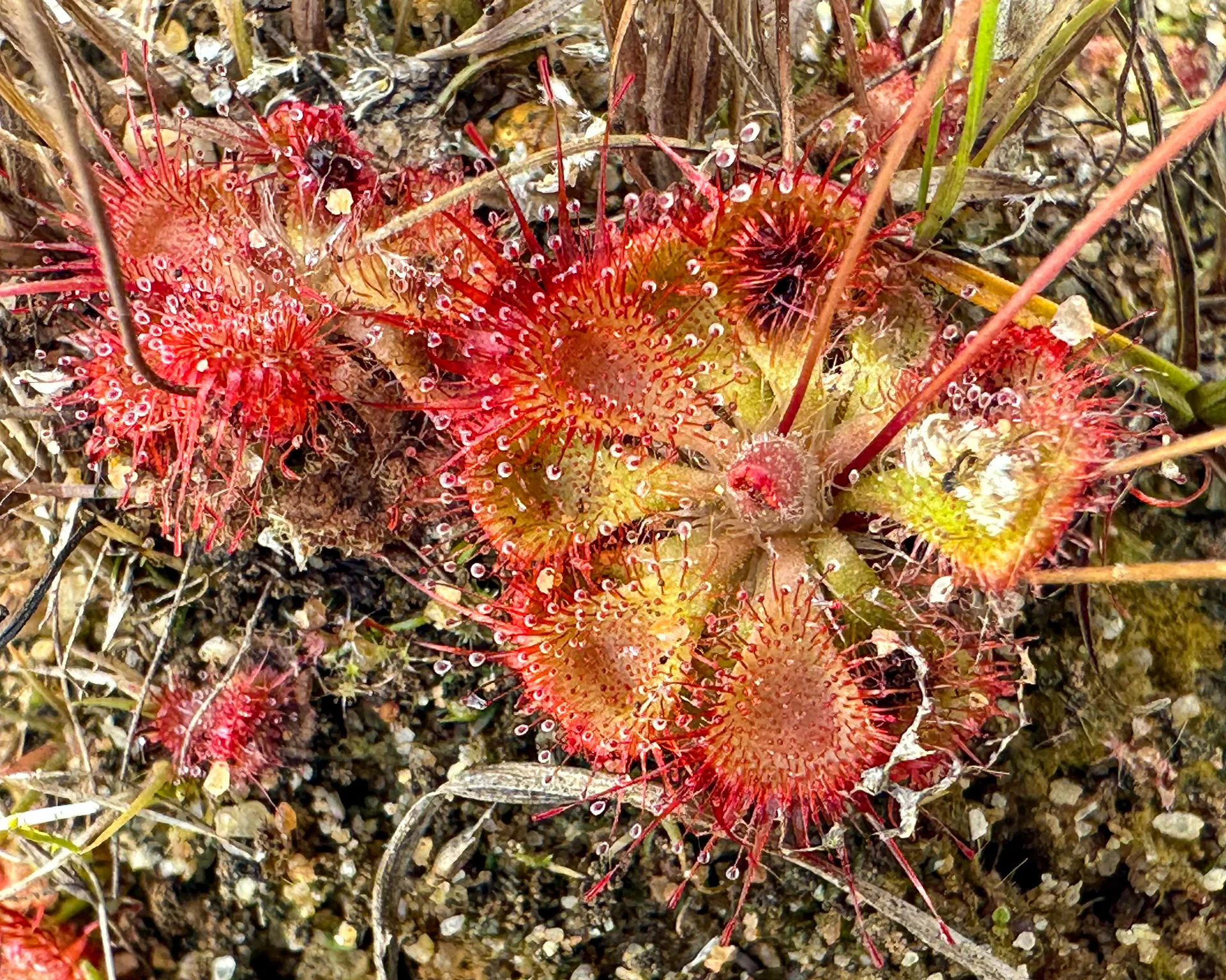Drosera, the carnivorous plant