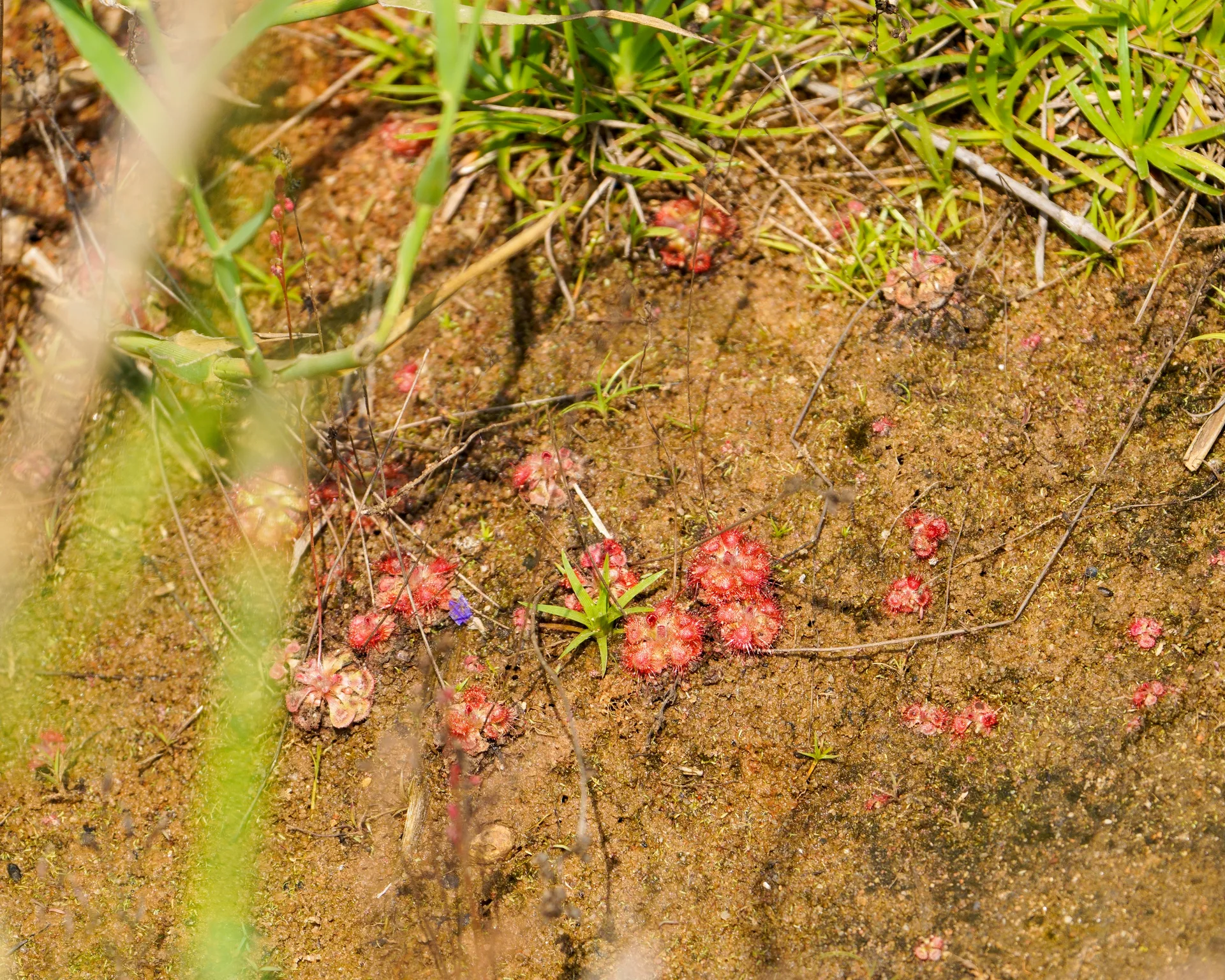 Drosera on the riverbank