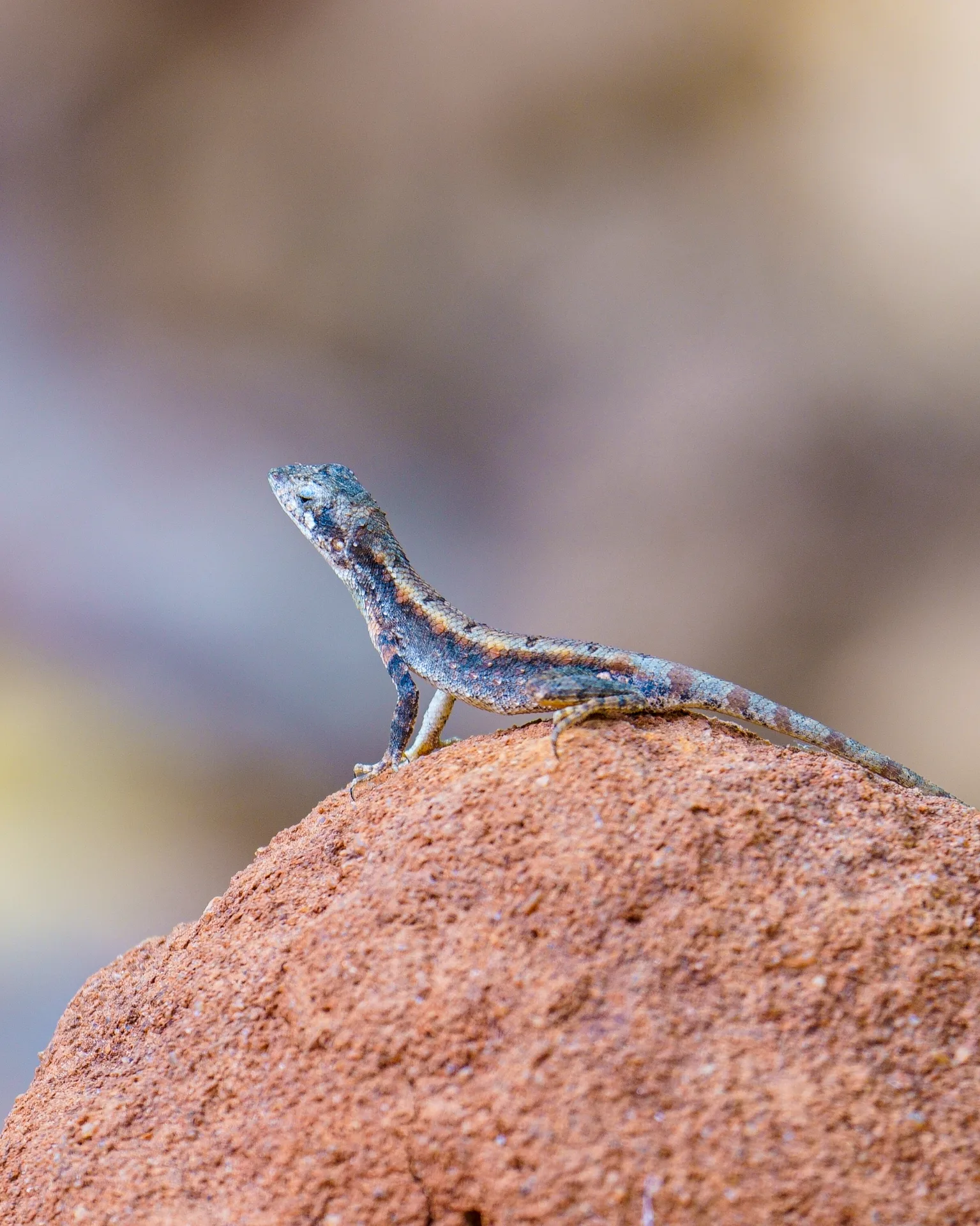 Fan-throated lizard
