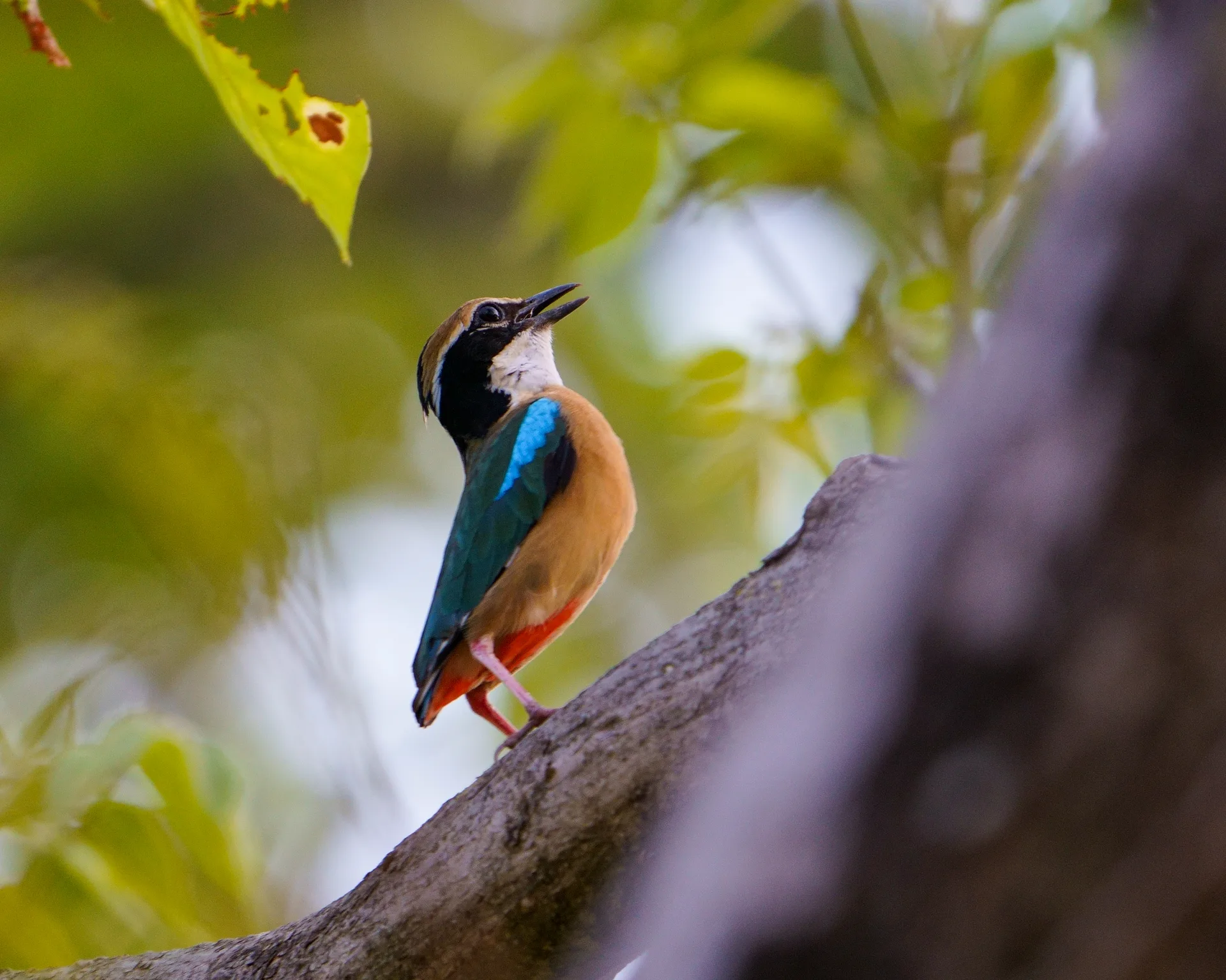 Indian pitta
