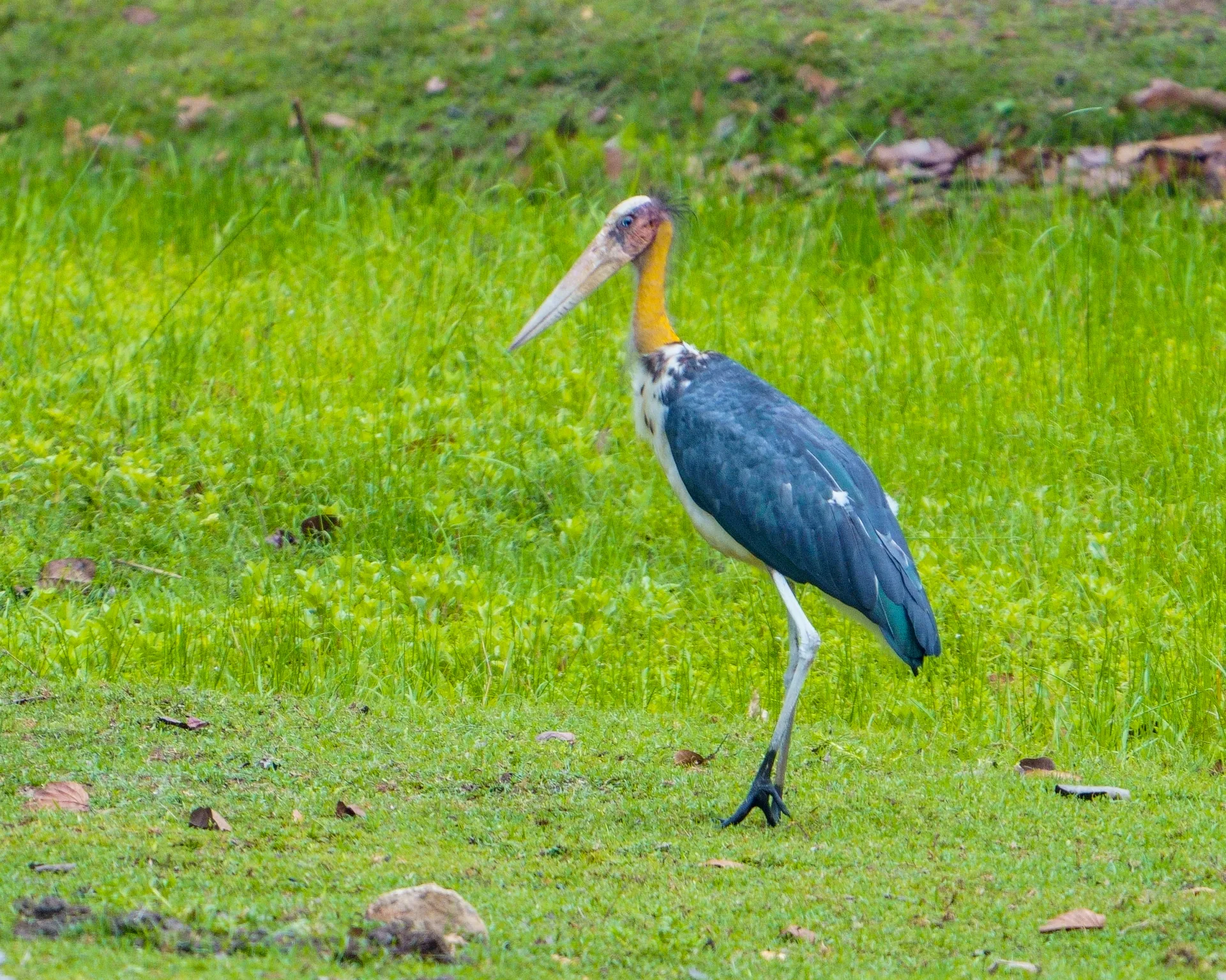 Lesser adjutant stork