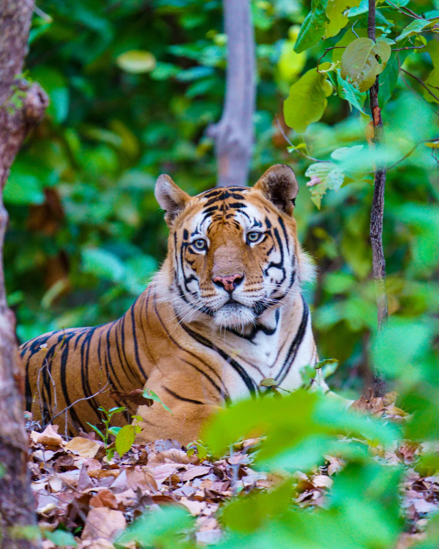 A tiger sighting