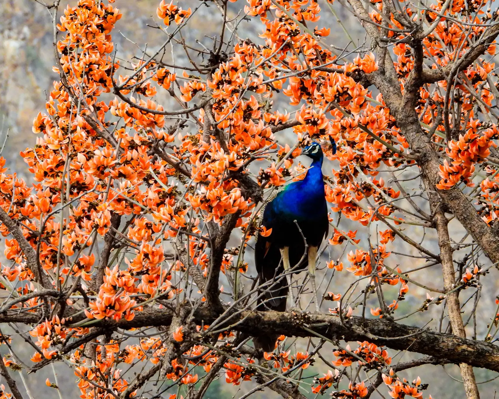 Sariska