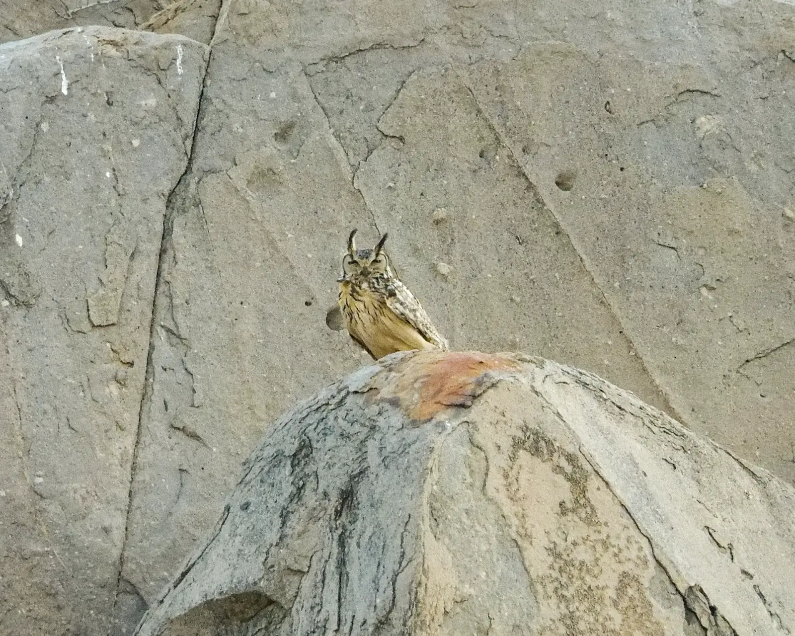 Indian eagle-owl
