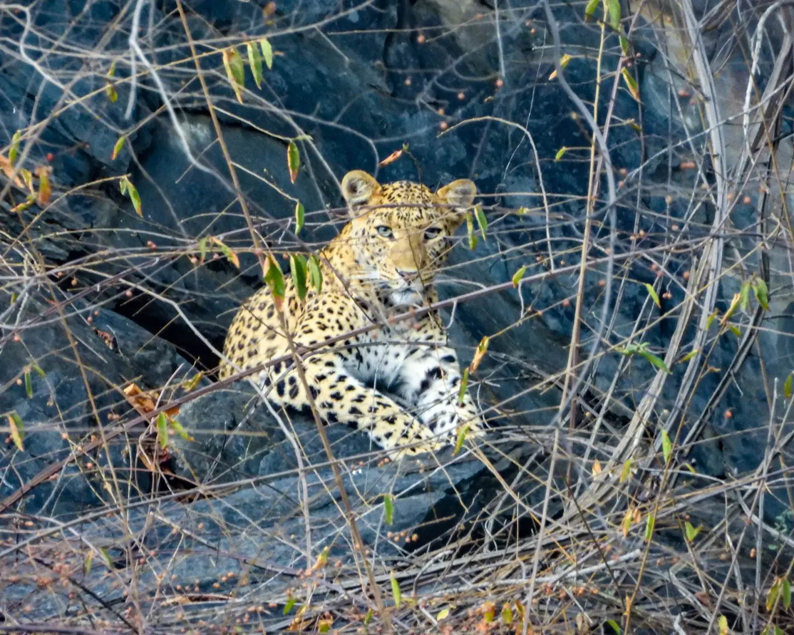 A leopard, briefly