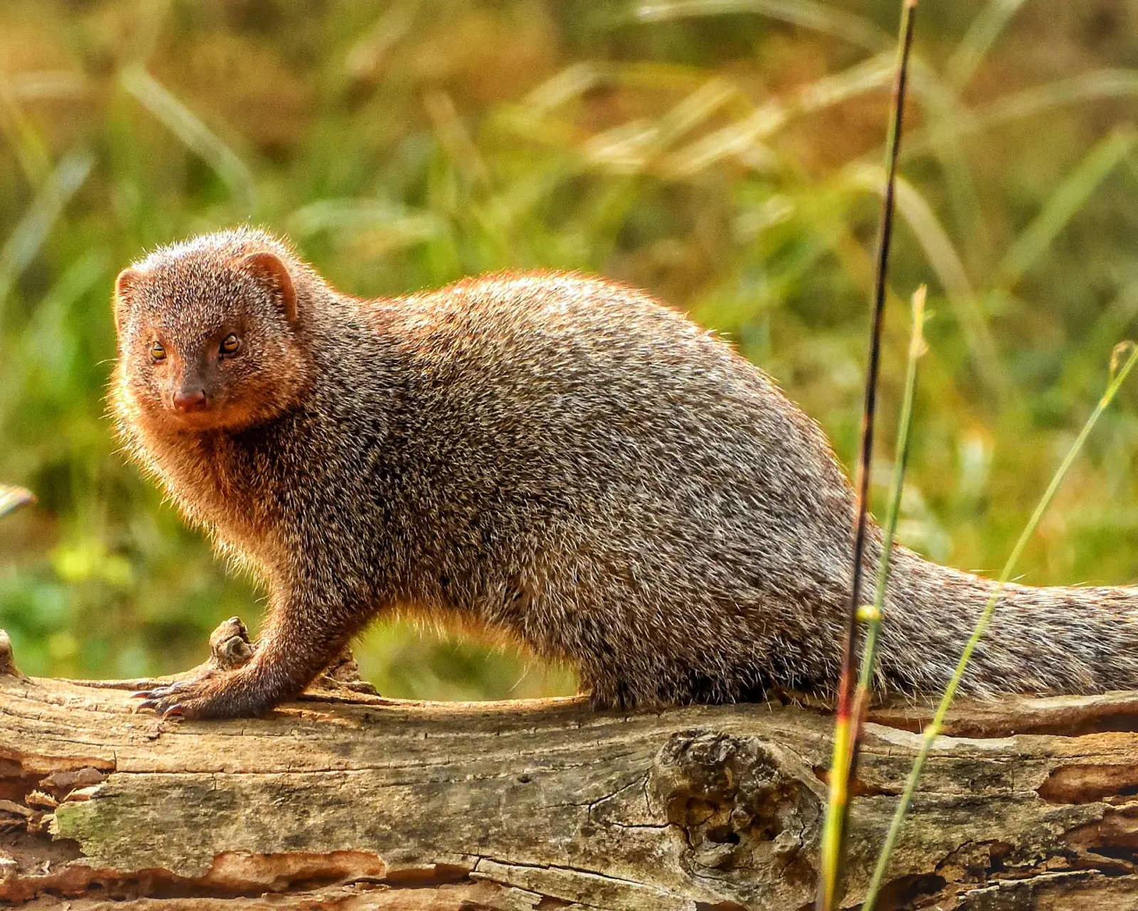 Ruddy mongoose