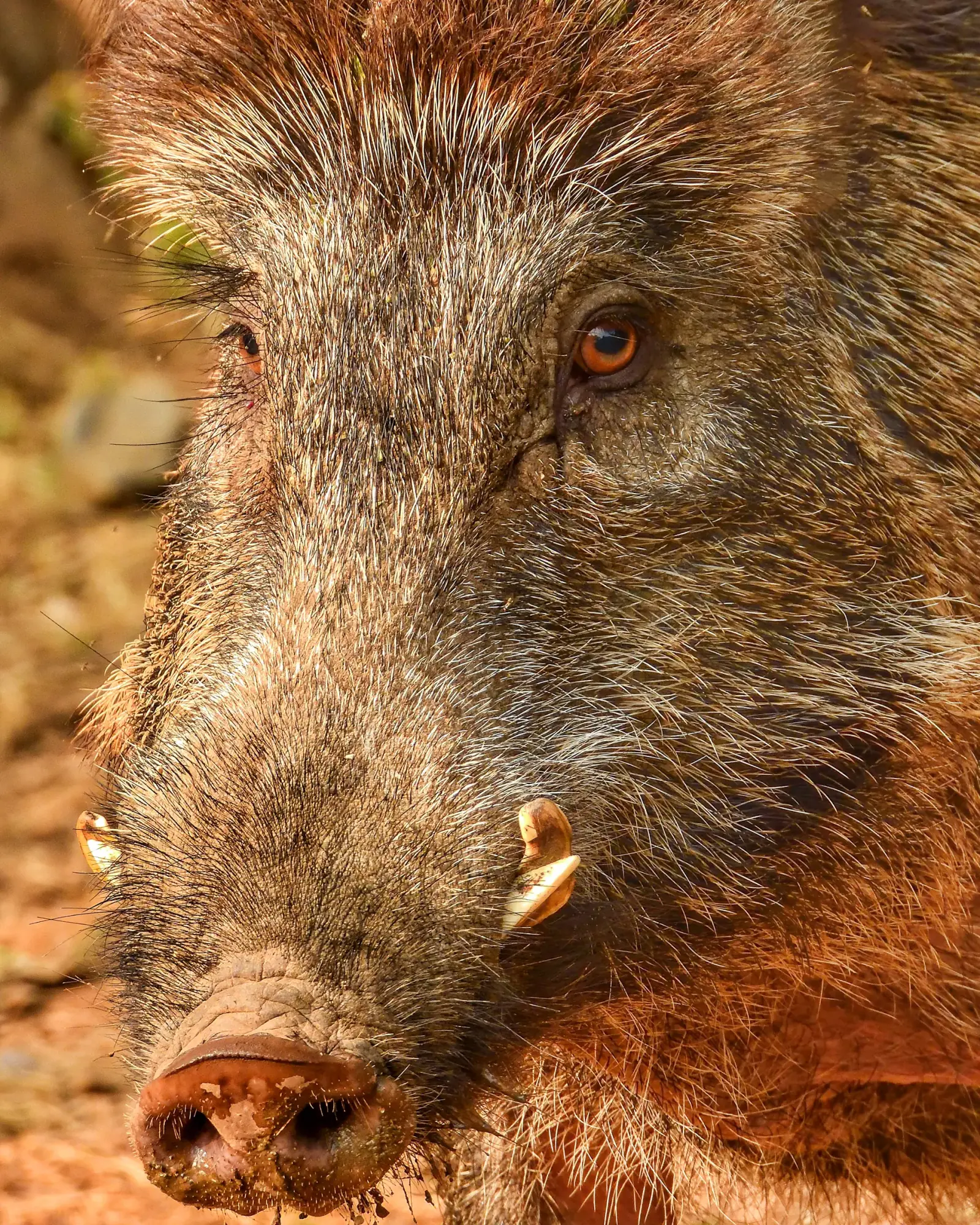 Wild boar