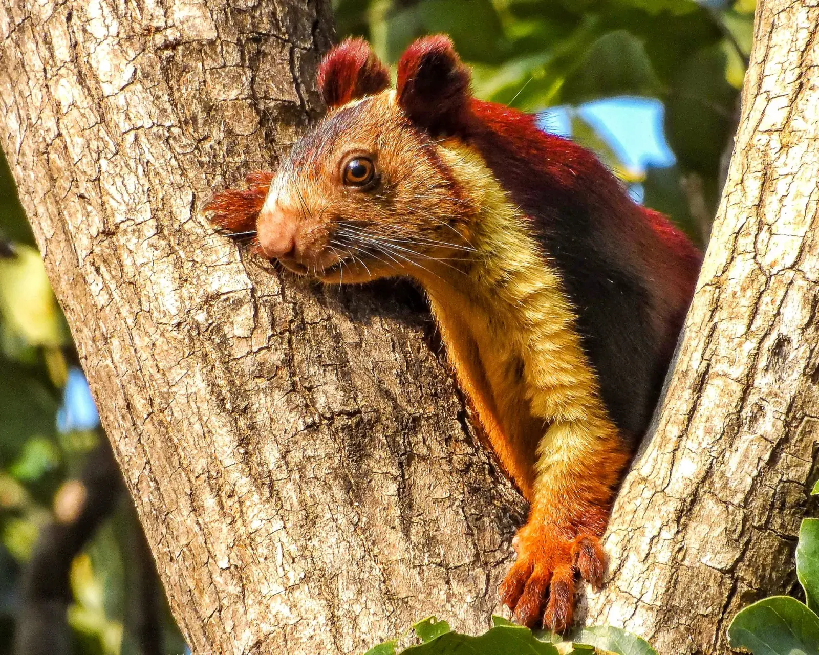 Satpura