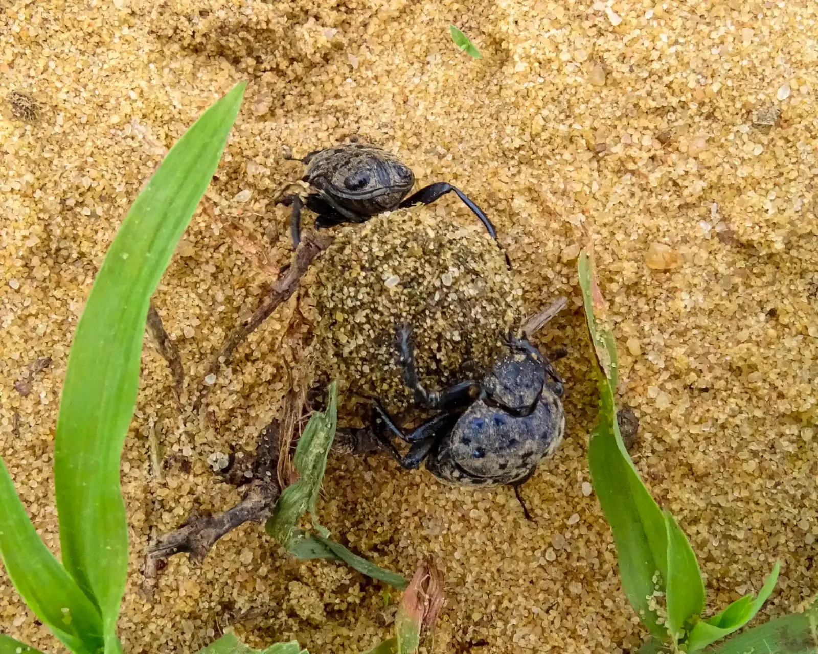 Dung beetle