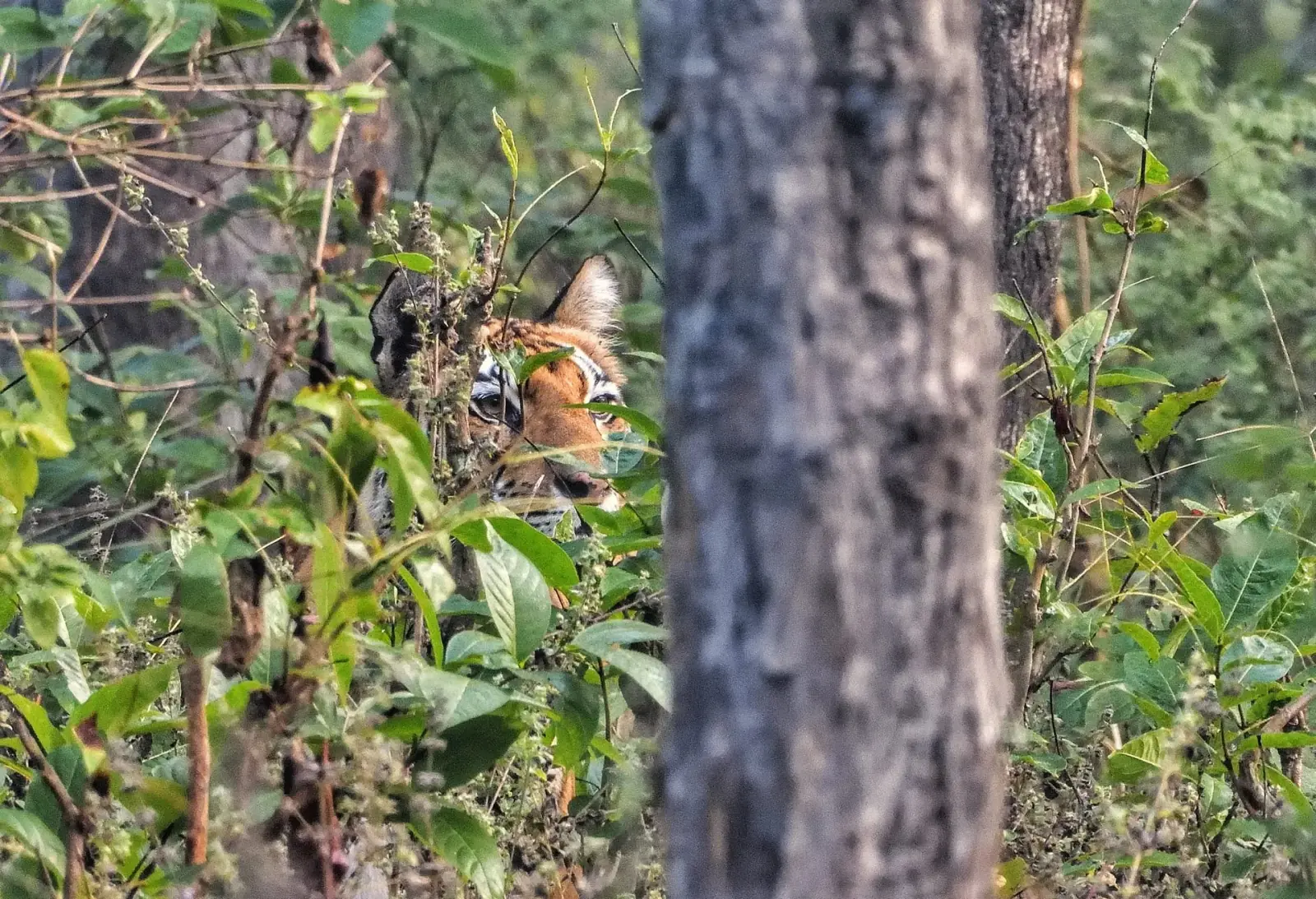 On the tiger's trail
