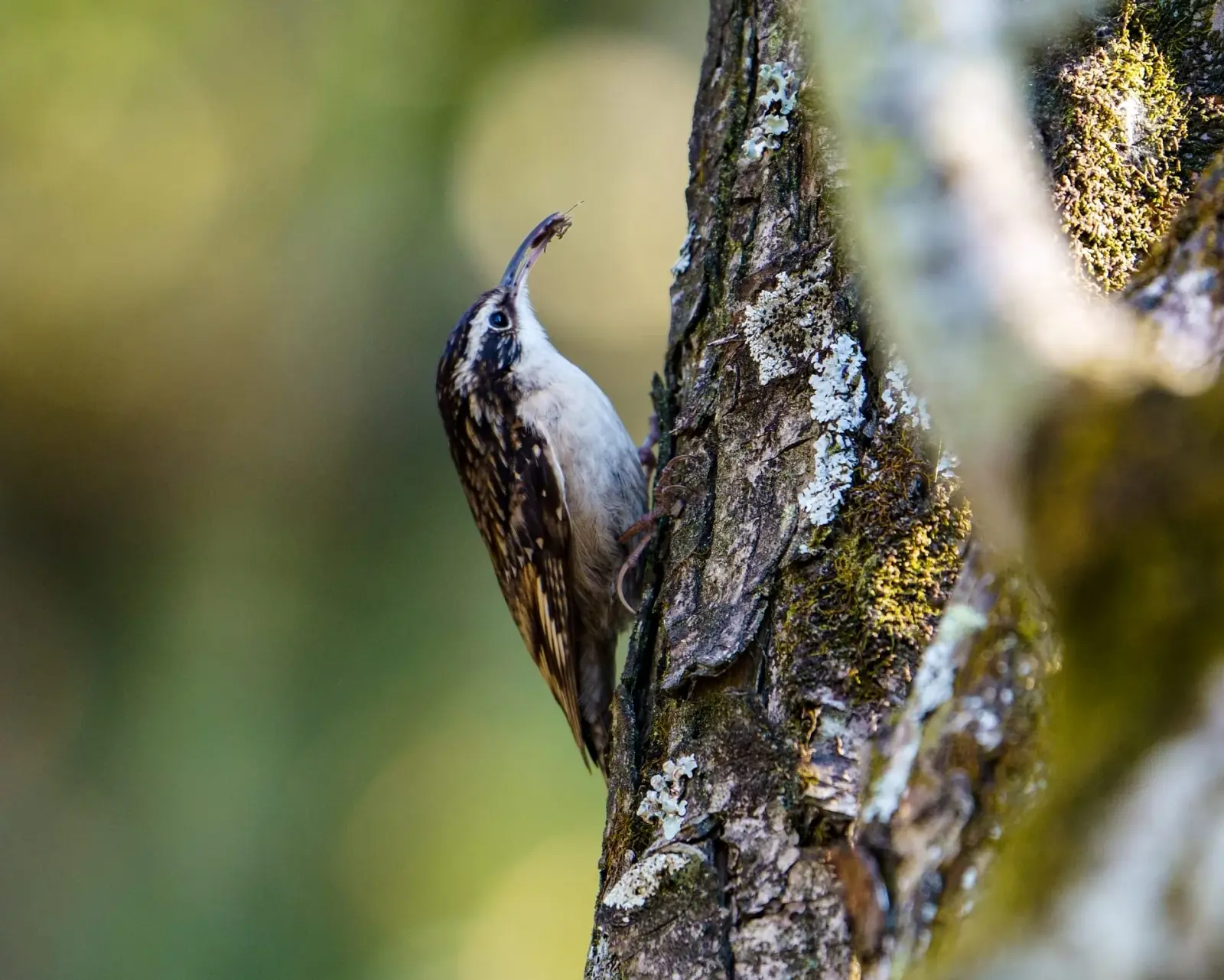 Bar-tailed treecreeper