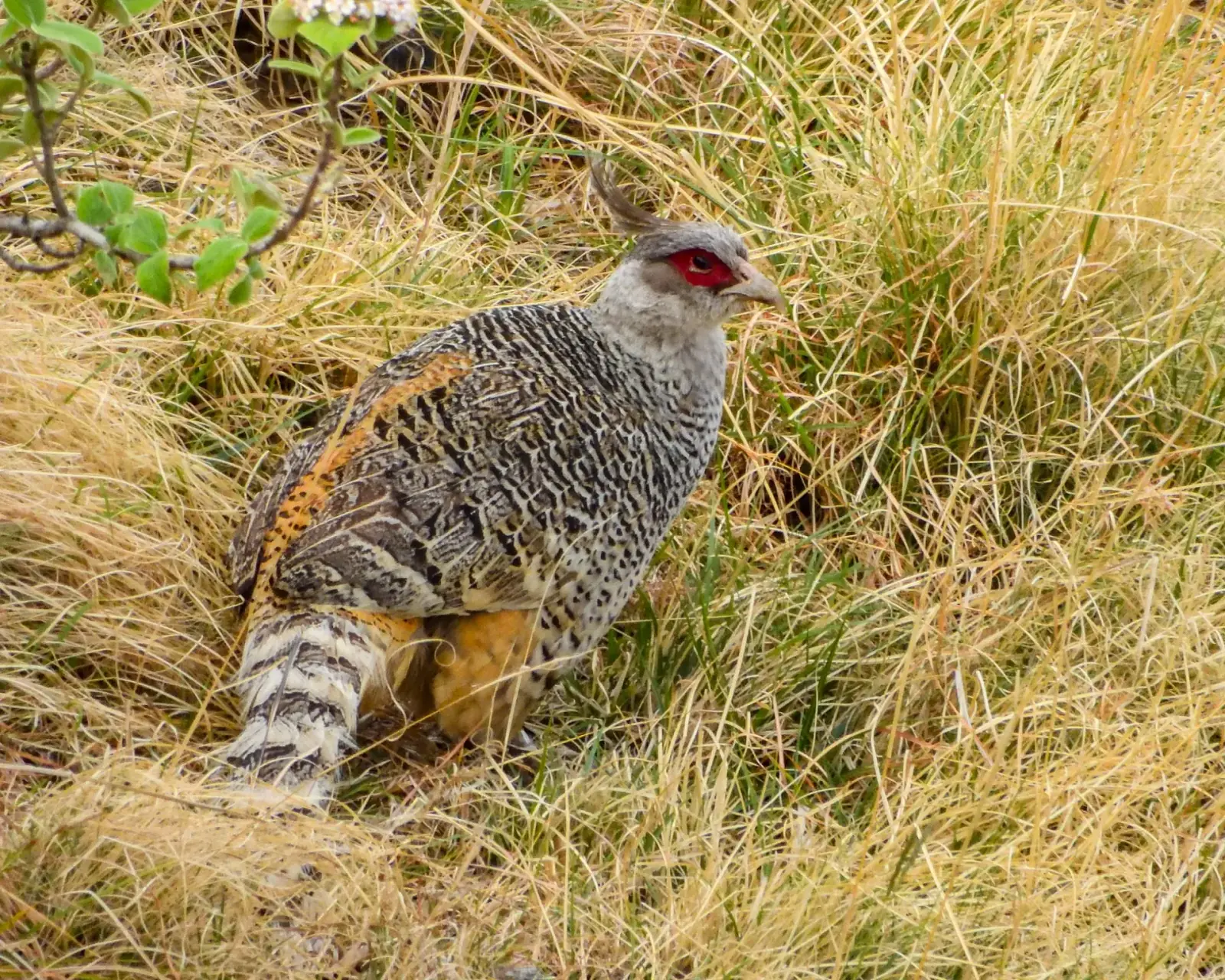 Cheer pheasant