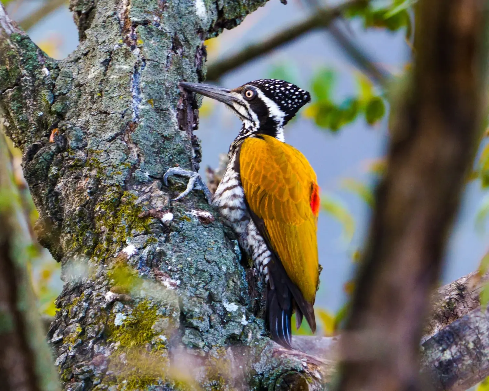 Greater flameback