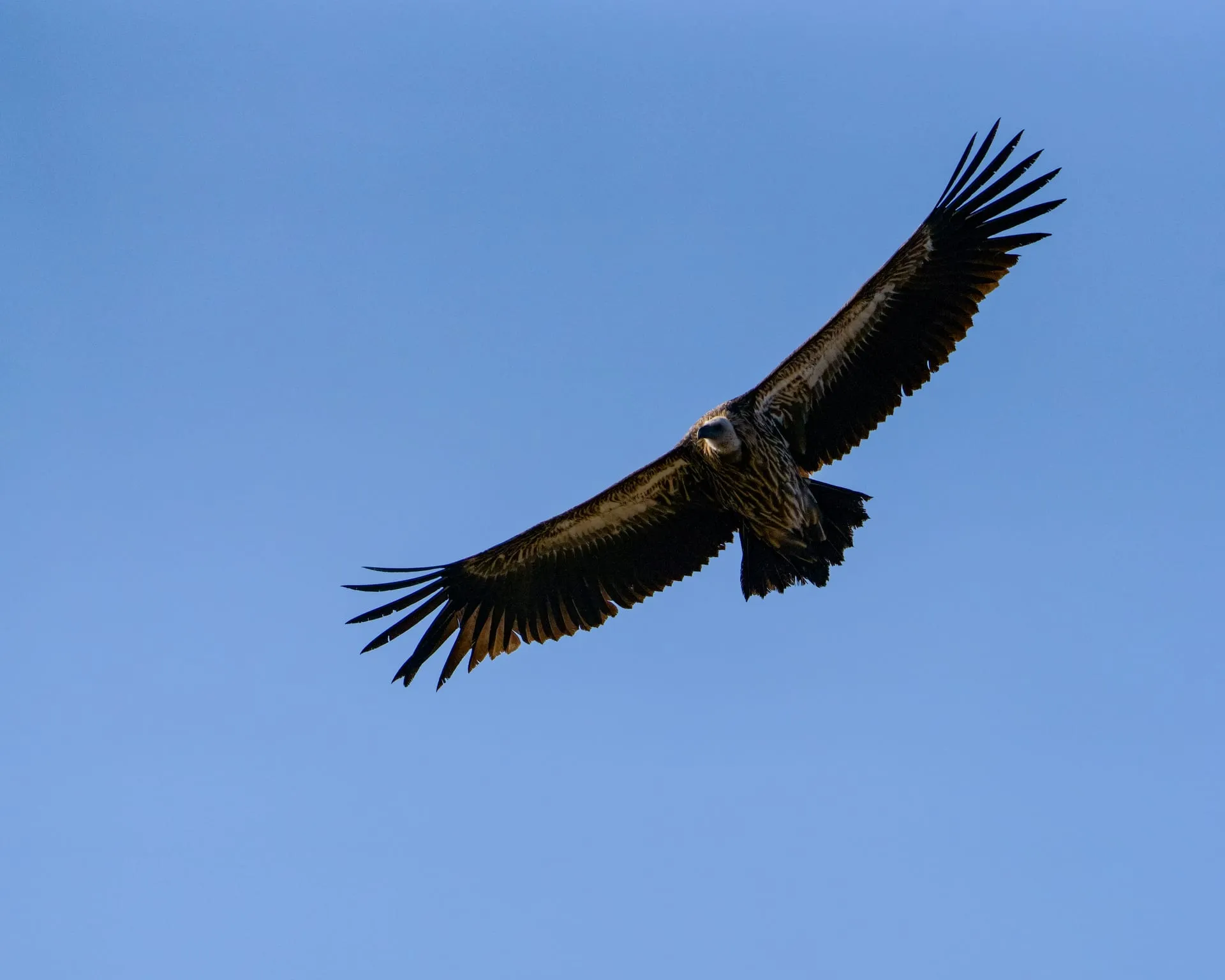 Himalayan griffon