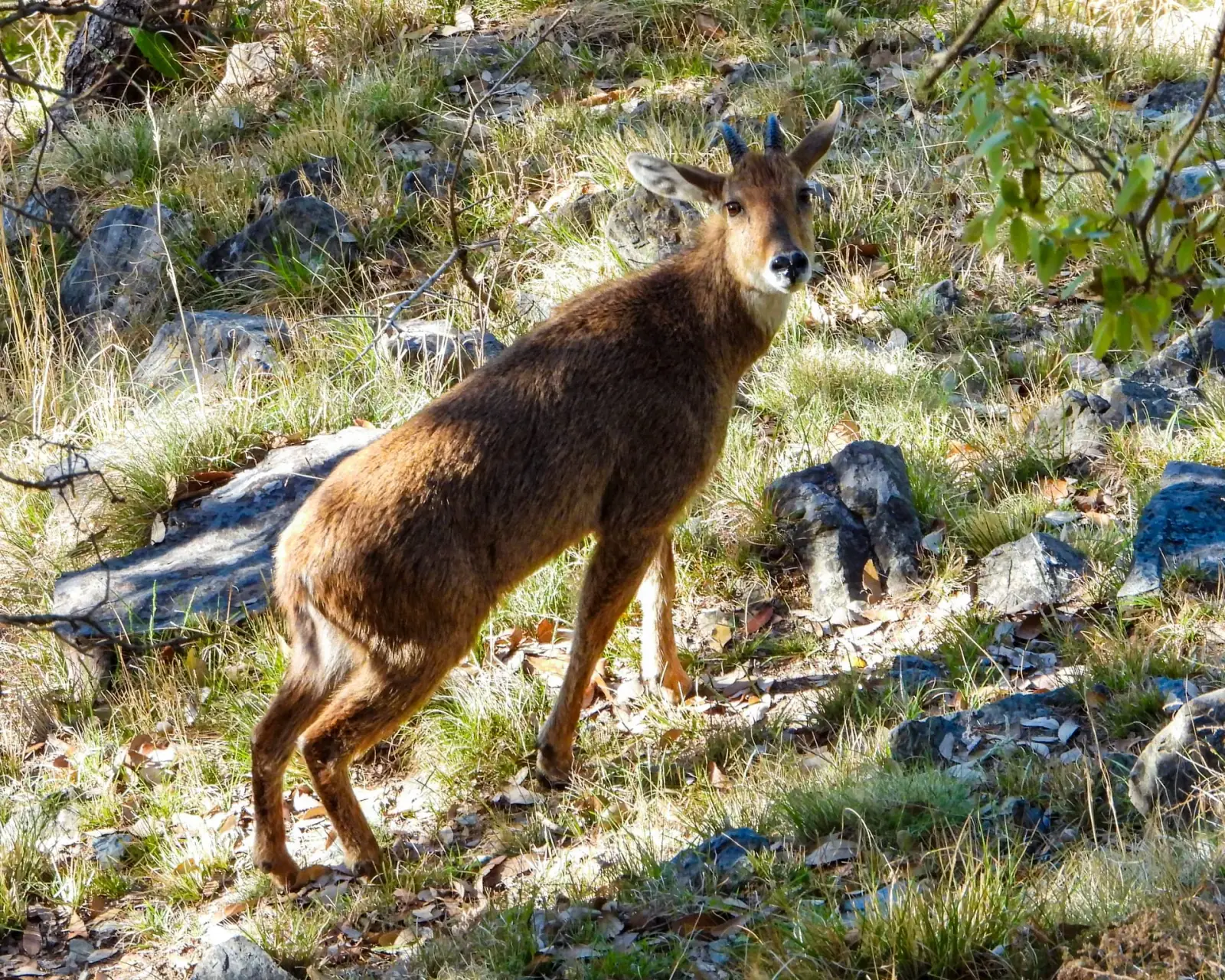 Himalayan serow