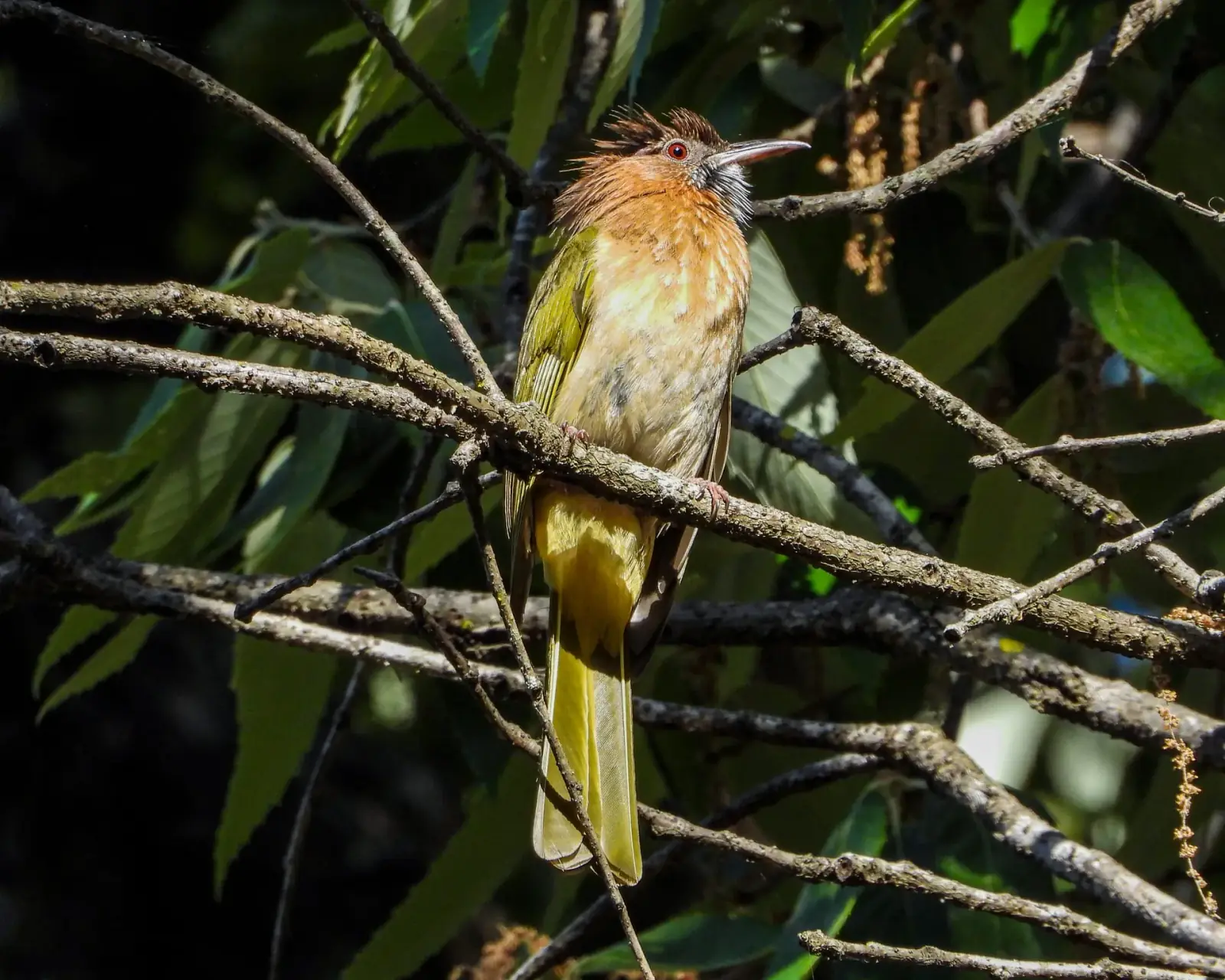 Mountain bulbul