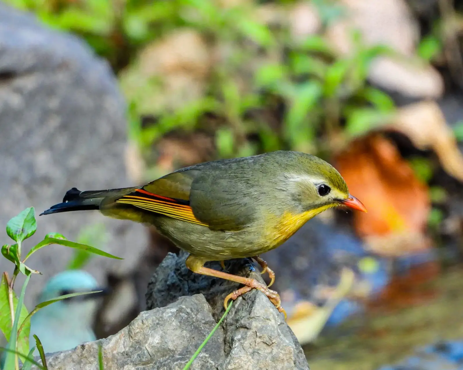 Red-billed leiothrix