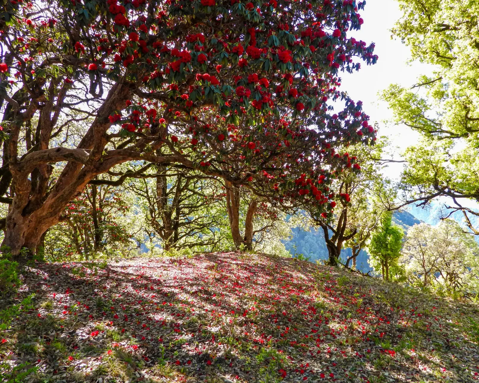 Rhododendron in bloom