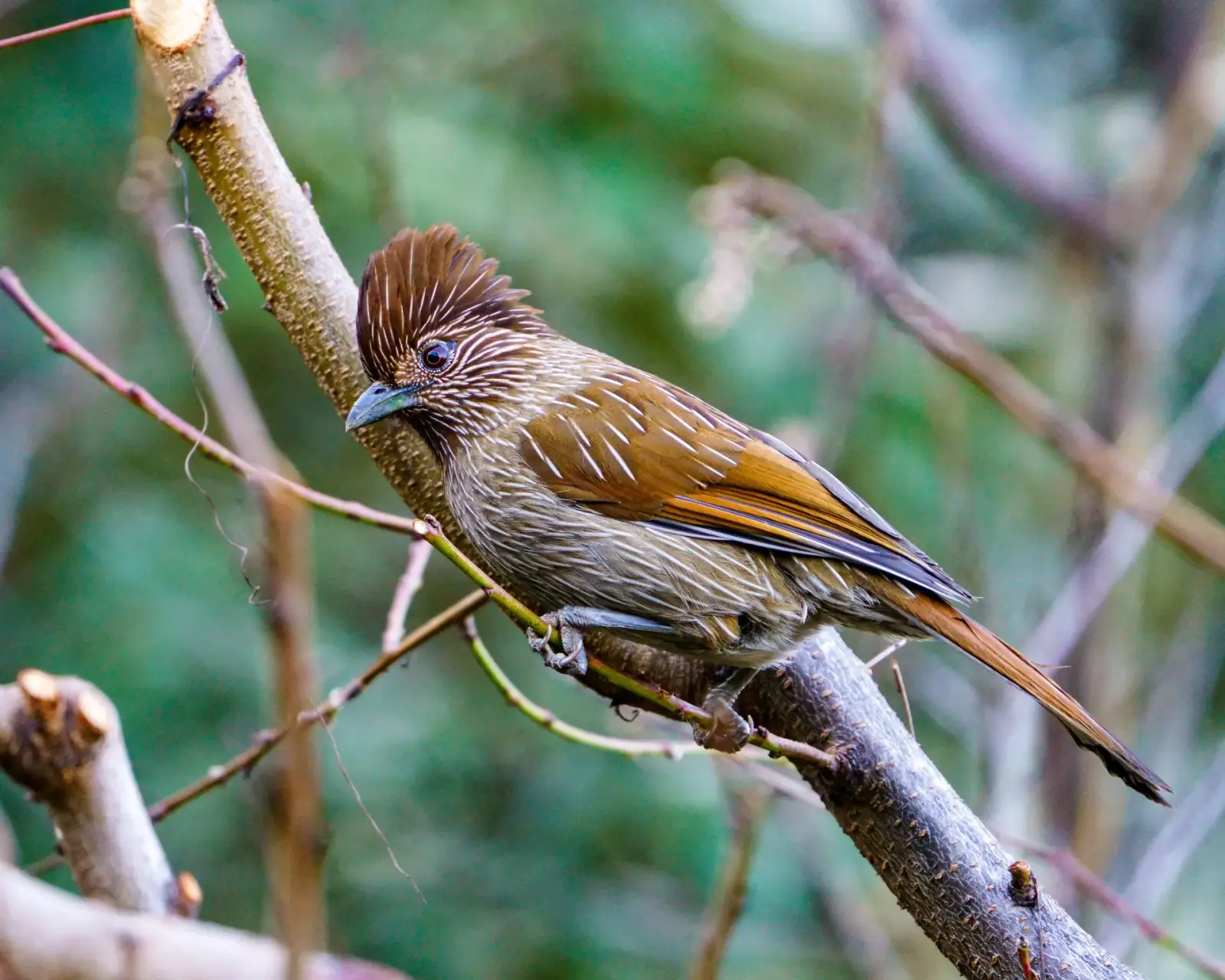 Striated laughingthrush