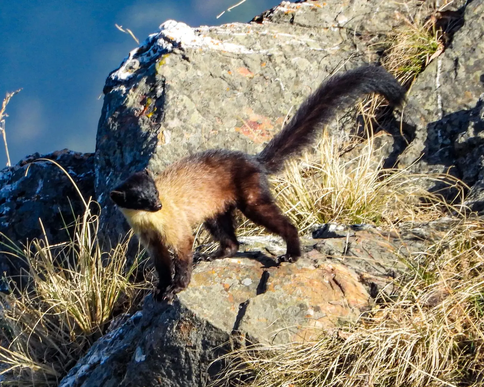 Yellow-throated marten