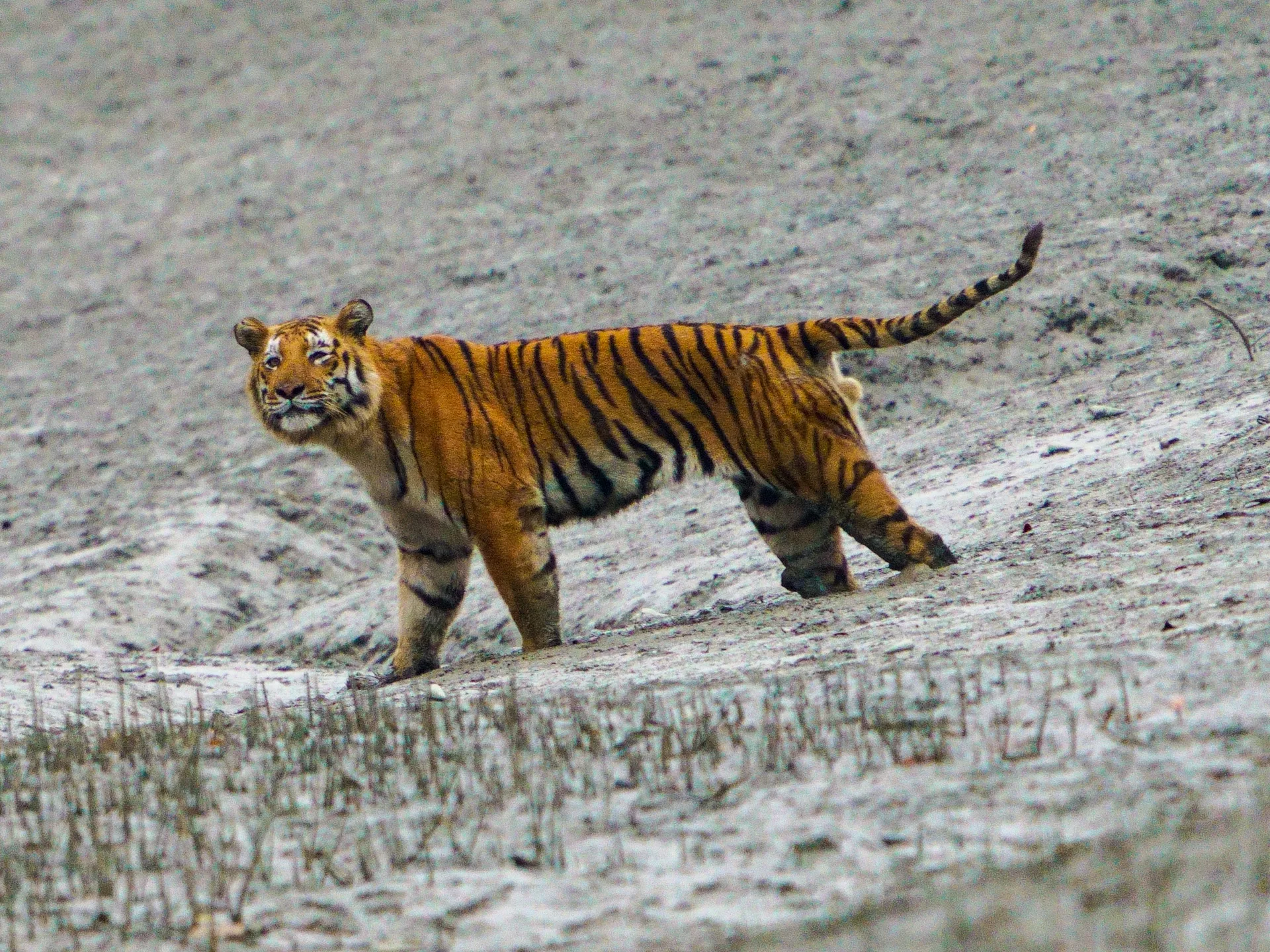 Sunderbans