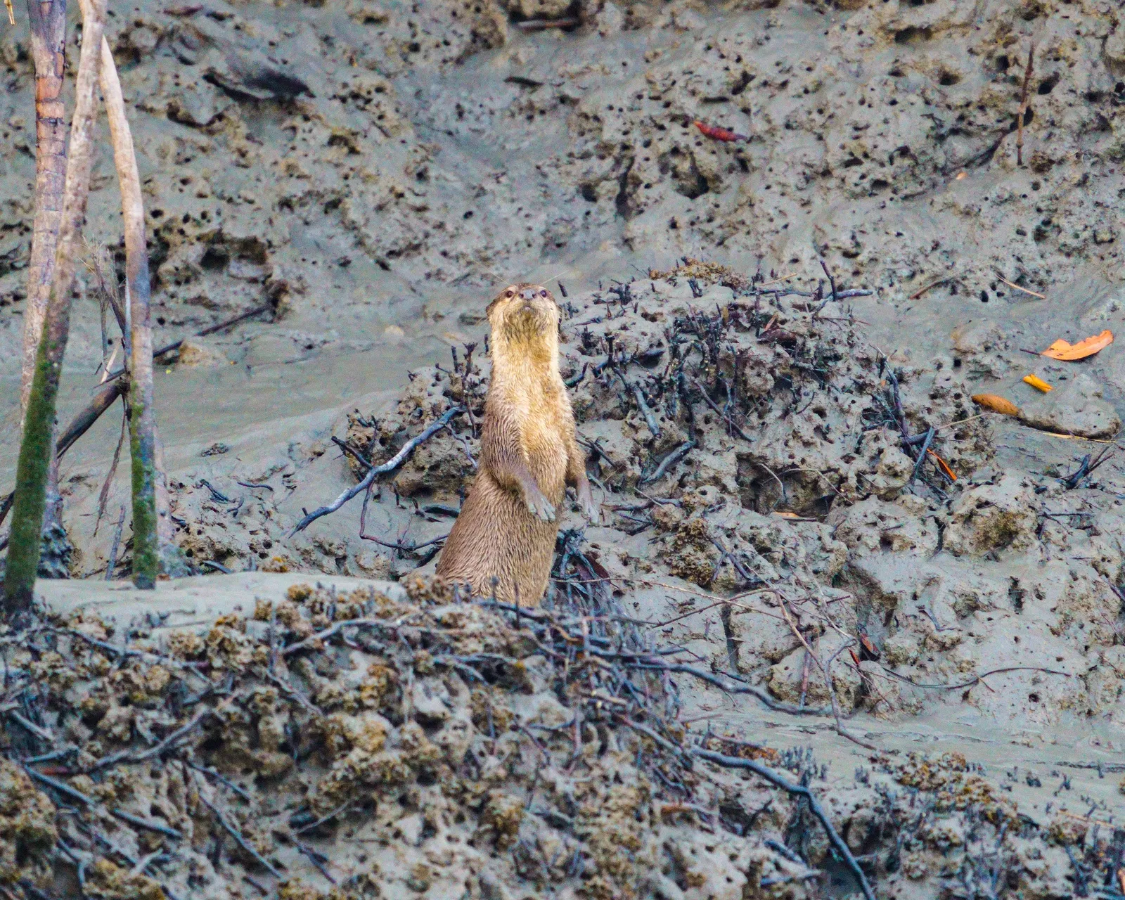 Asian small-clawed otter