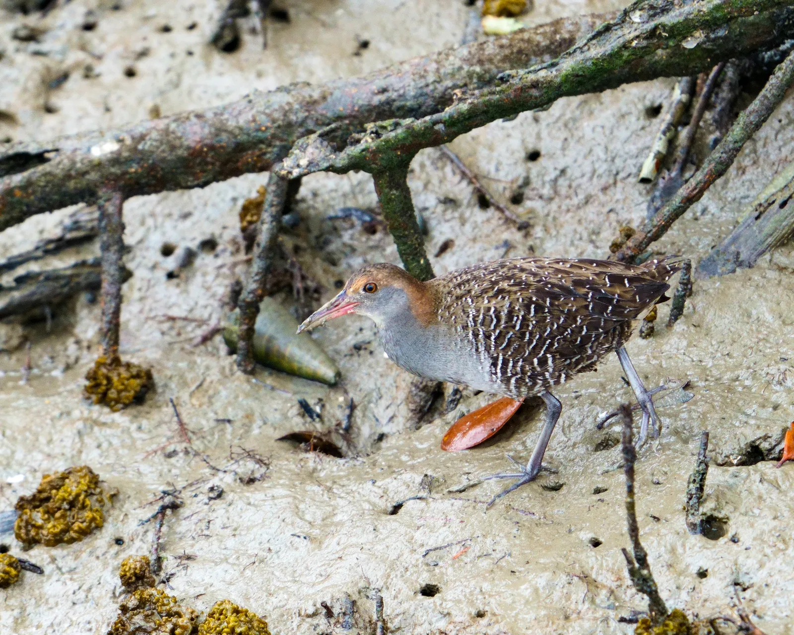 Baillon's crake