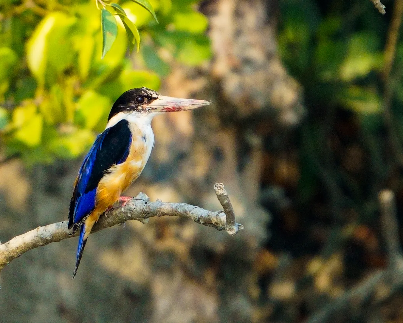 Black-capped kingfisher