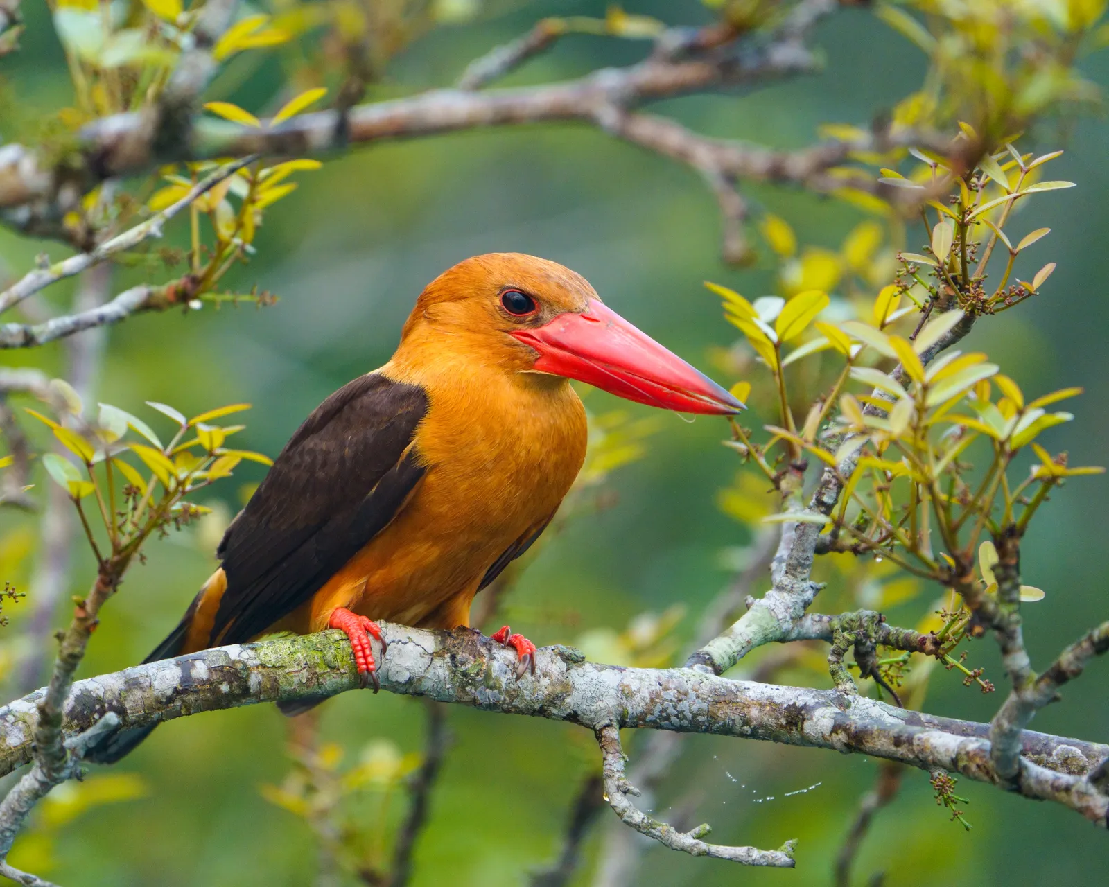 Brown-winged kingfisher