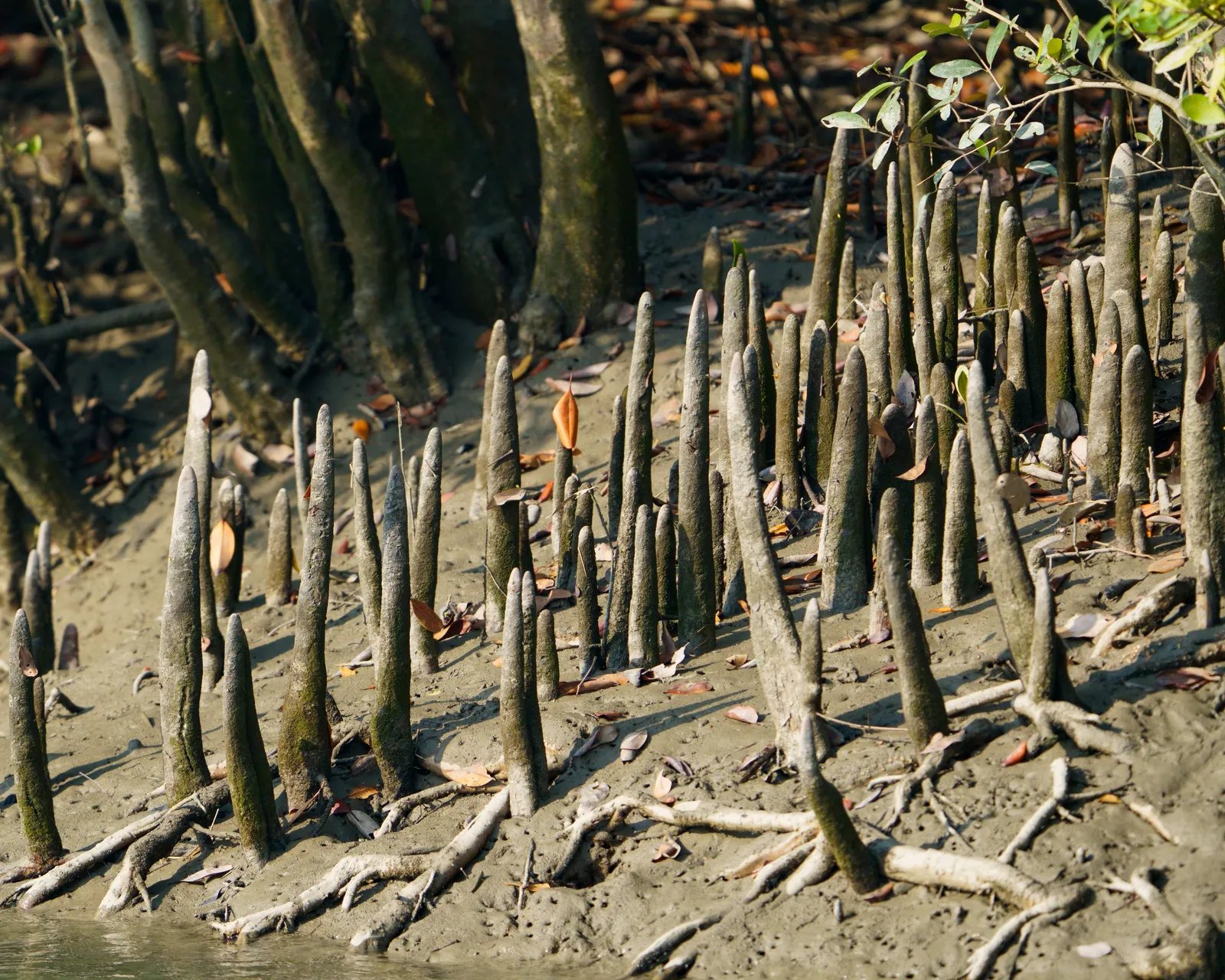 Mangroves at low tide