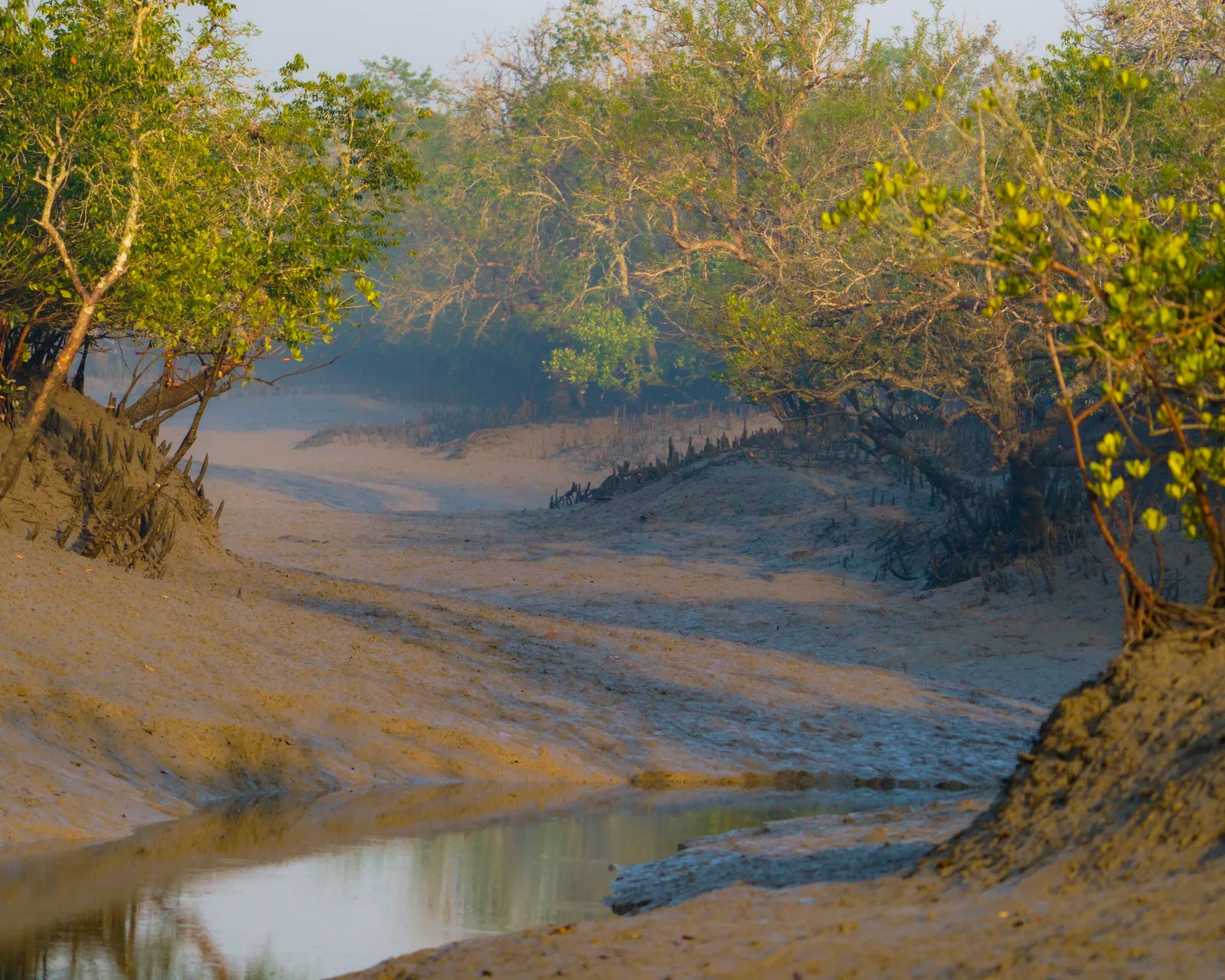 The mangroves