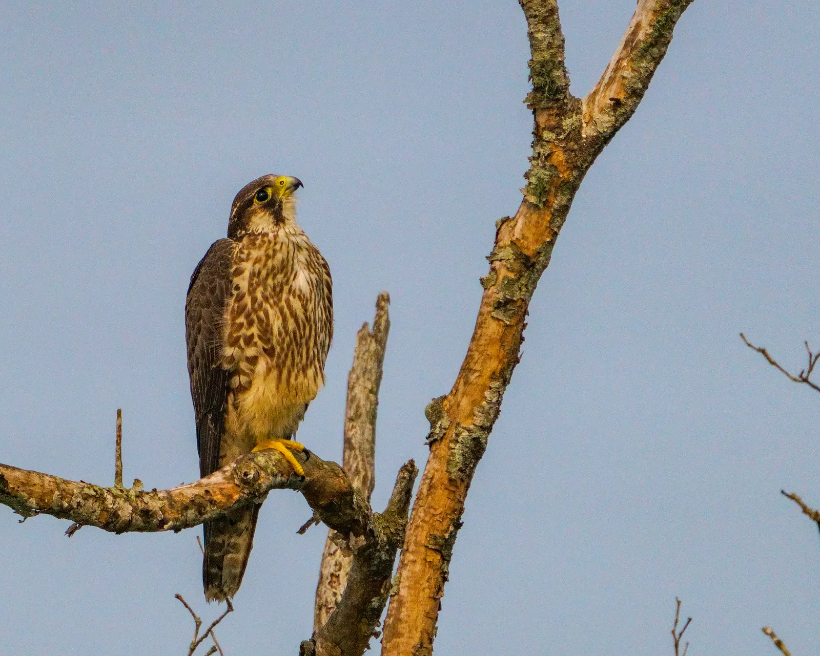 Peregrine falcon