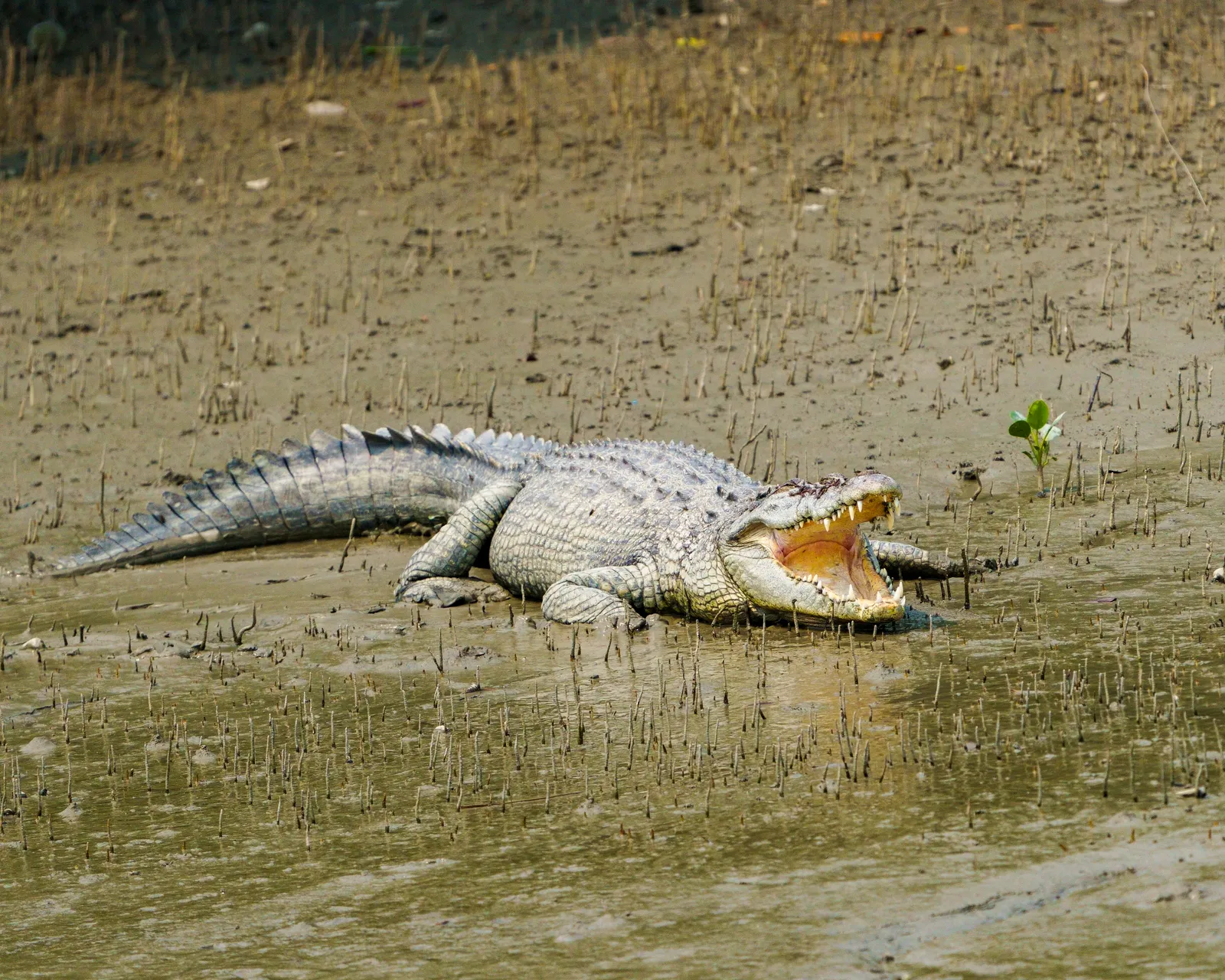 Salt-water crocodile