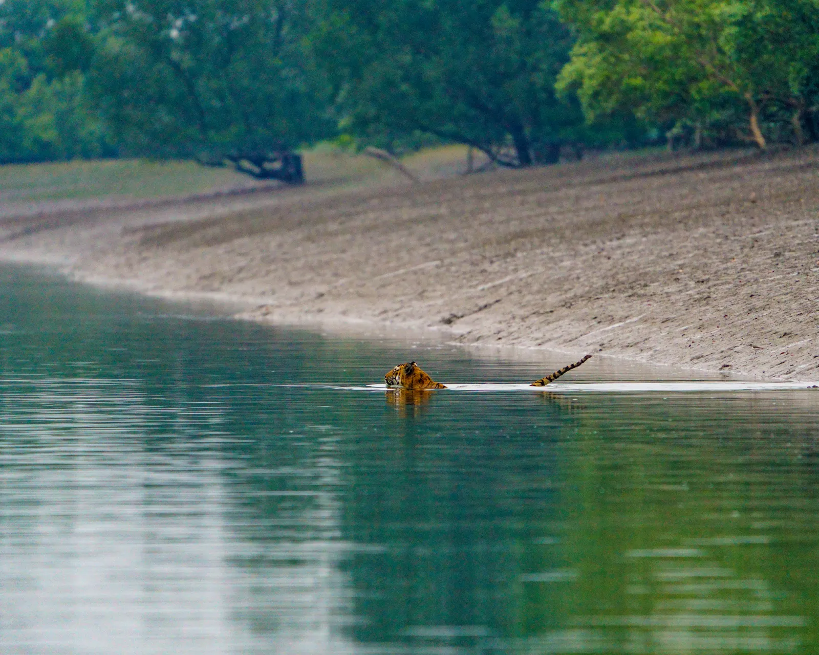 A tiger, swimming