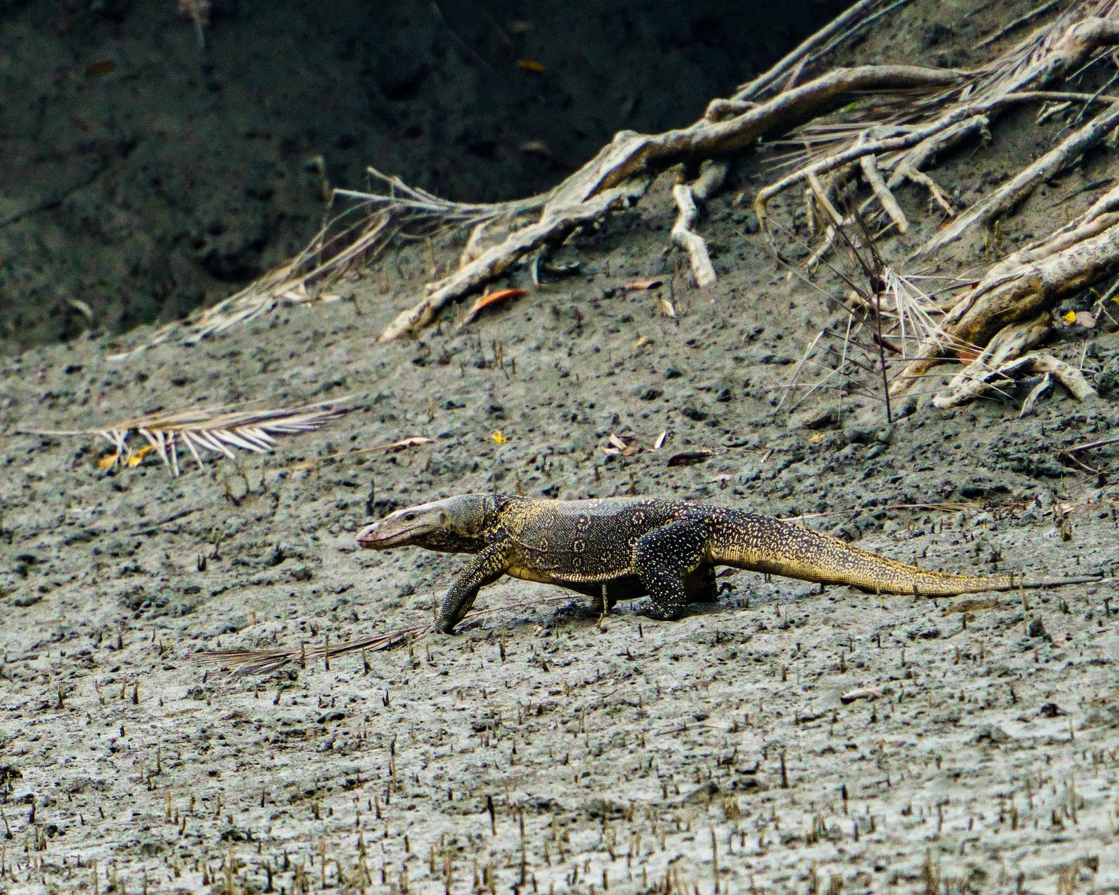 Water monitor lizard