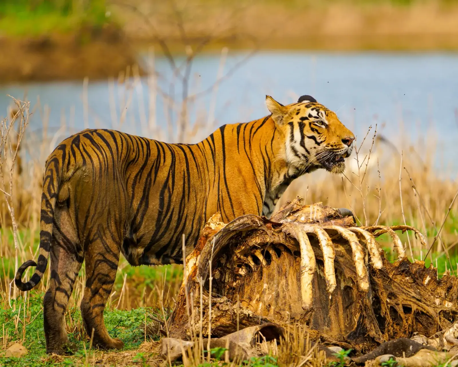 Tadoba