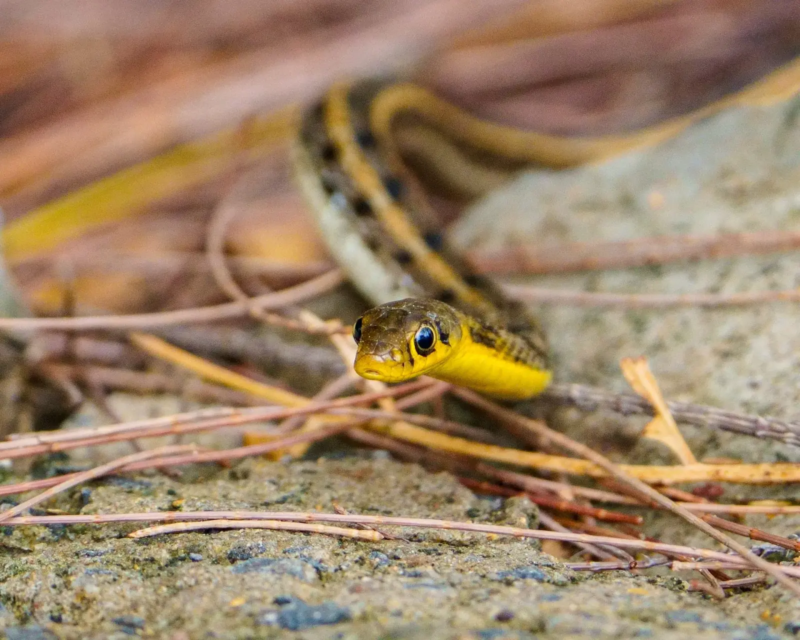 Buff-striped keelback