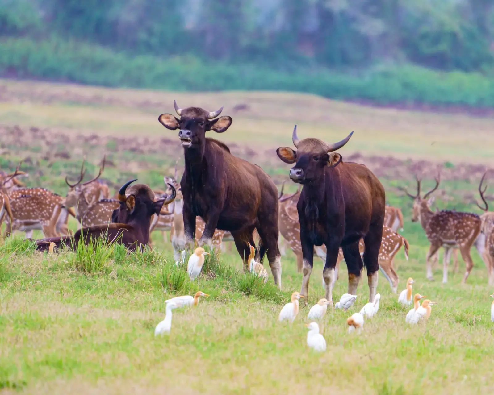 Indian bison