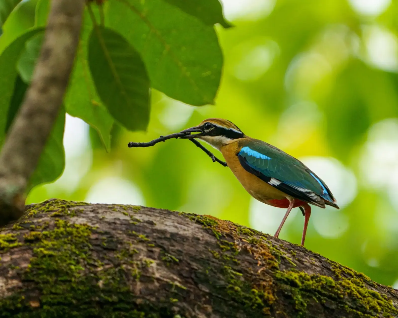 Indian pitta