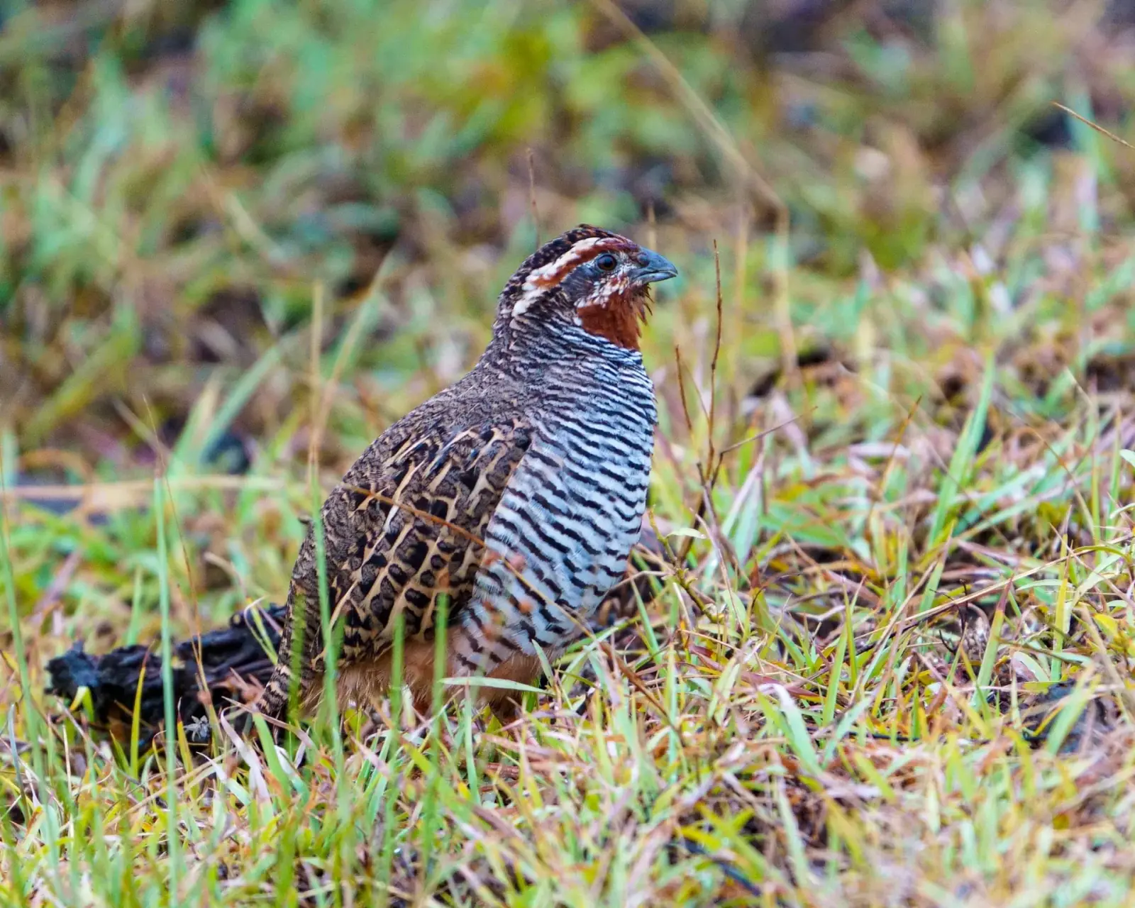 Jungle bush quail