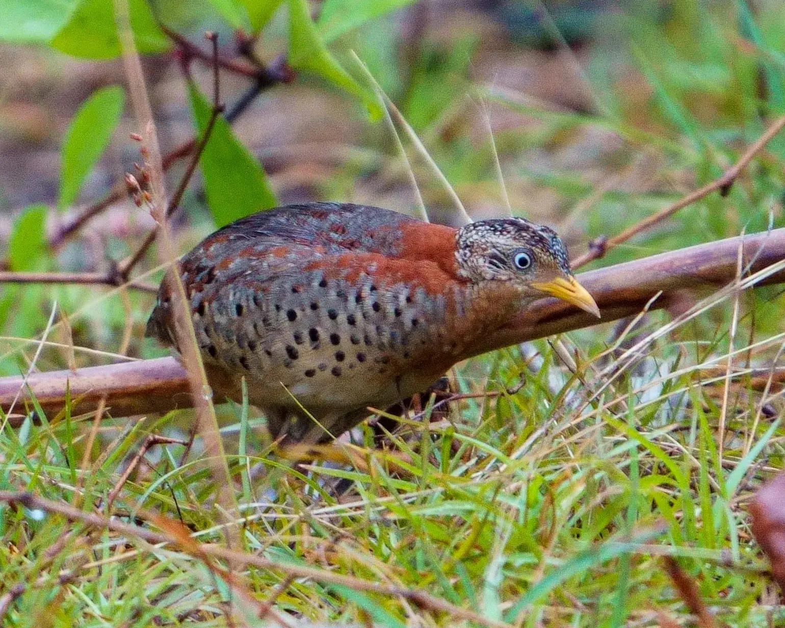 A quail in the grass