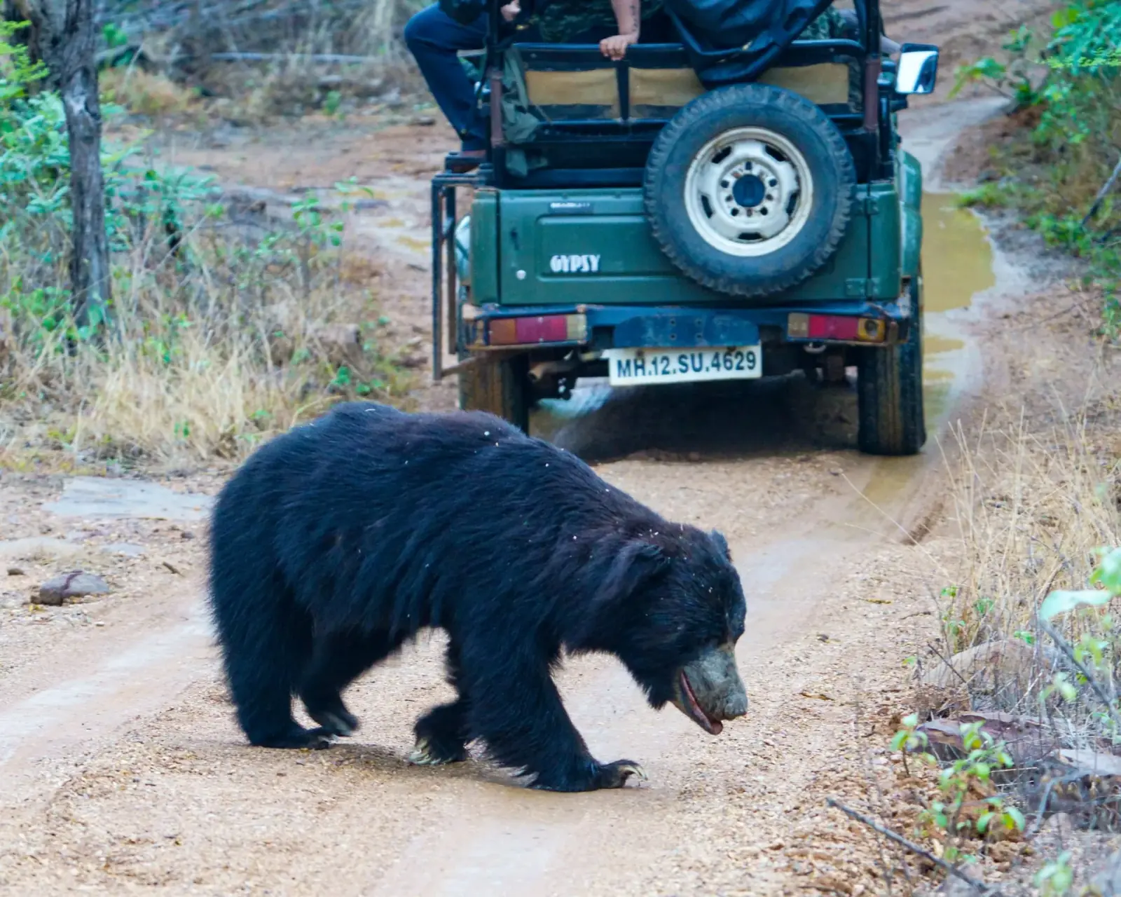 Sloth bear