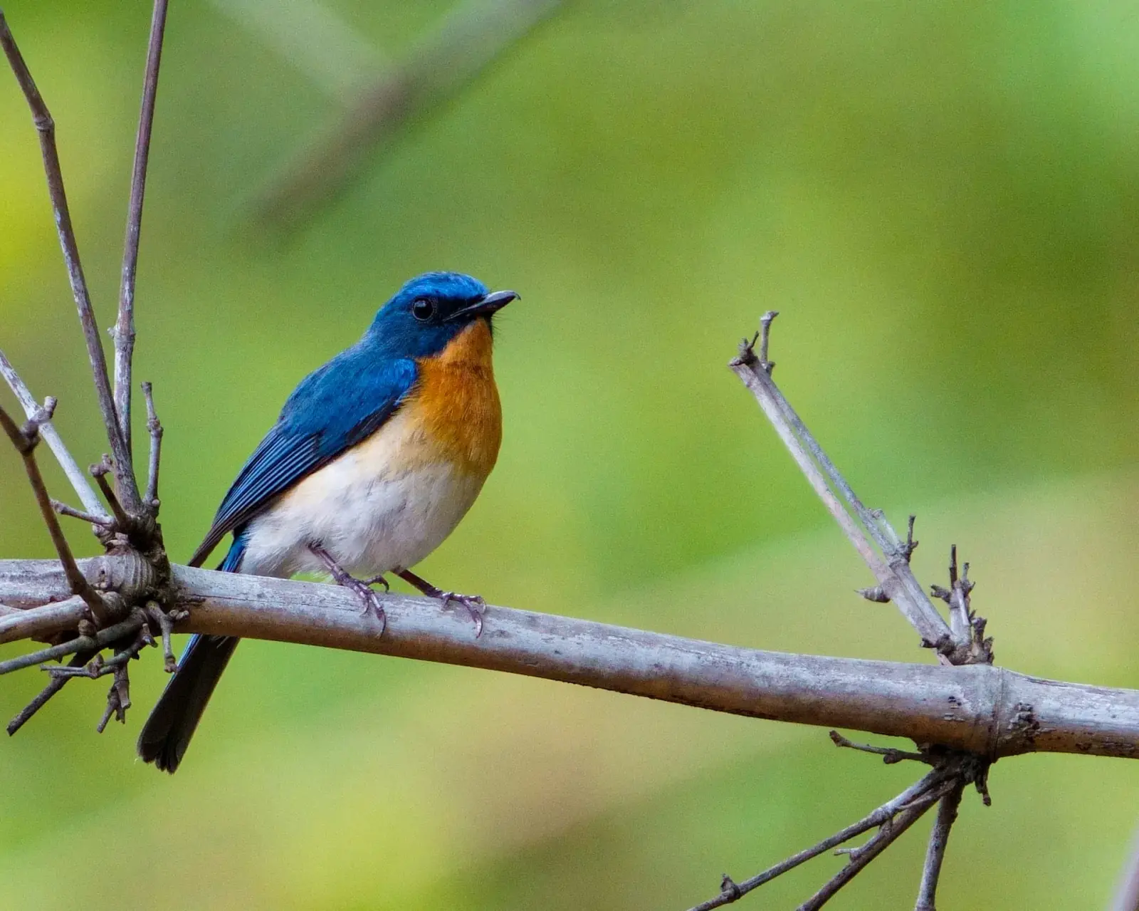Tickell's blue flycatcher