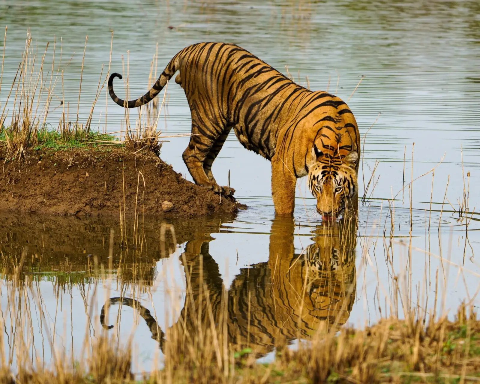 On the tiger's trail