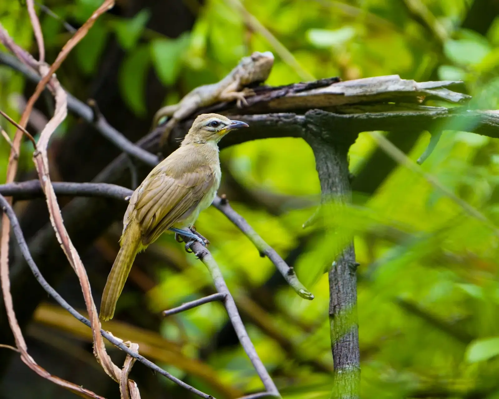 White-browed bulbul