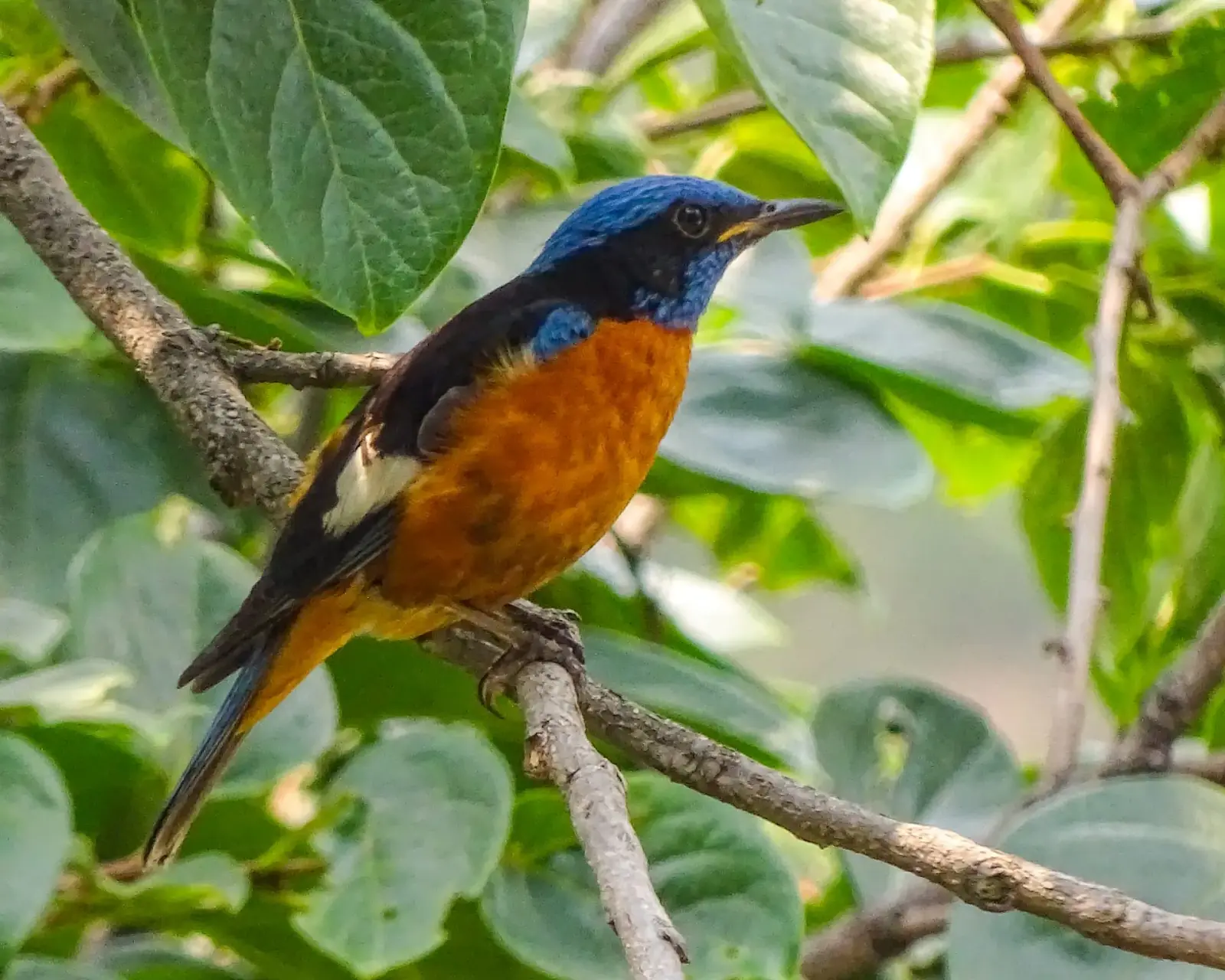 Blue-capped rock thrush