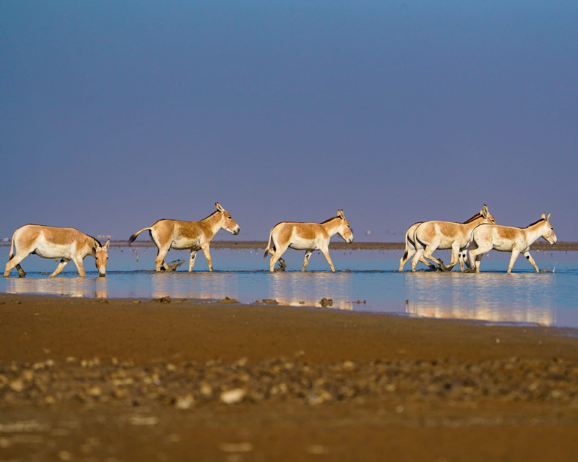Little Rann of Kutch