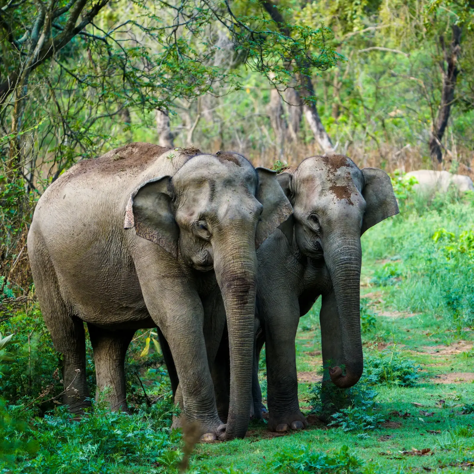A herd, up close